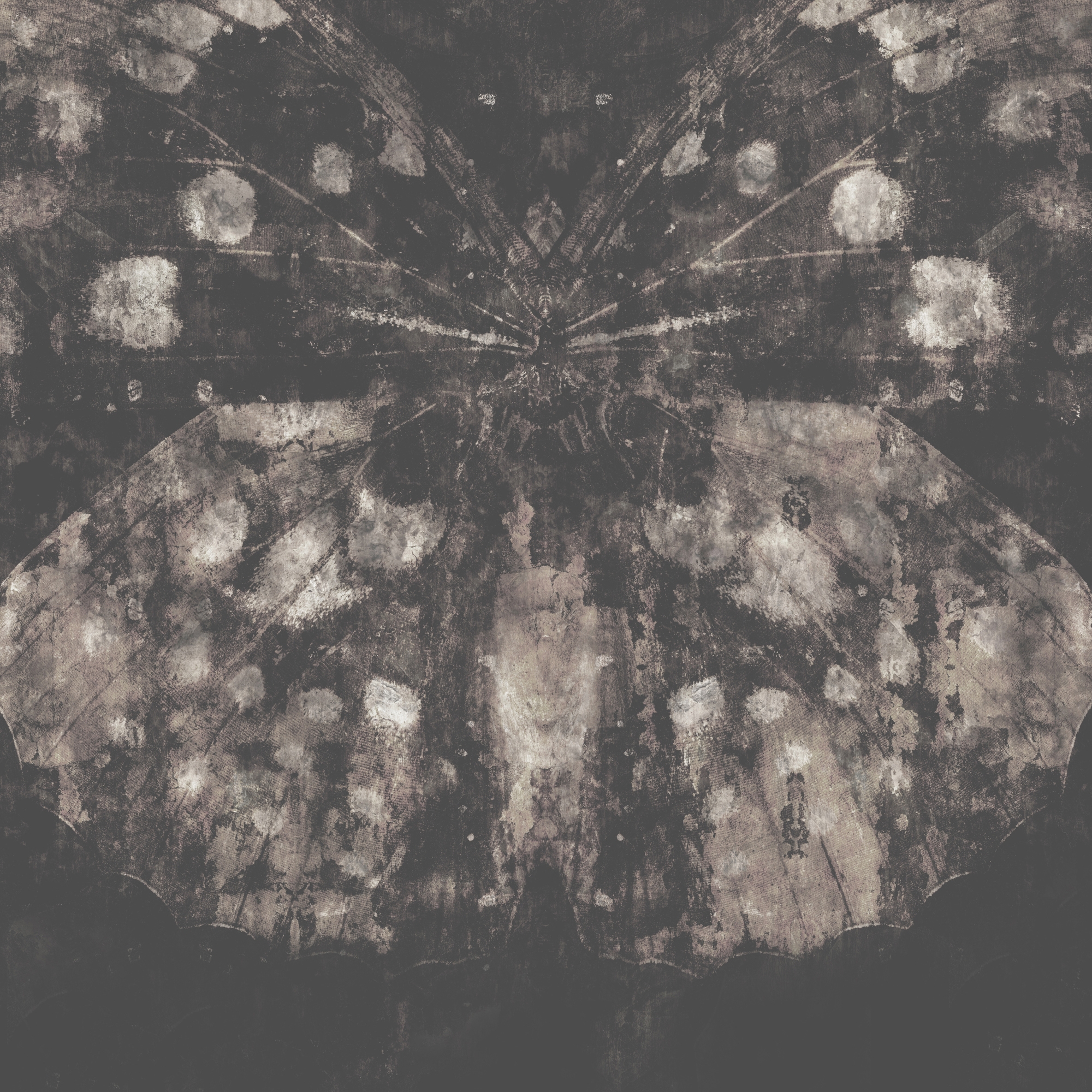 Belladonna