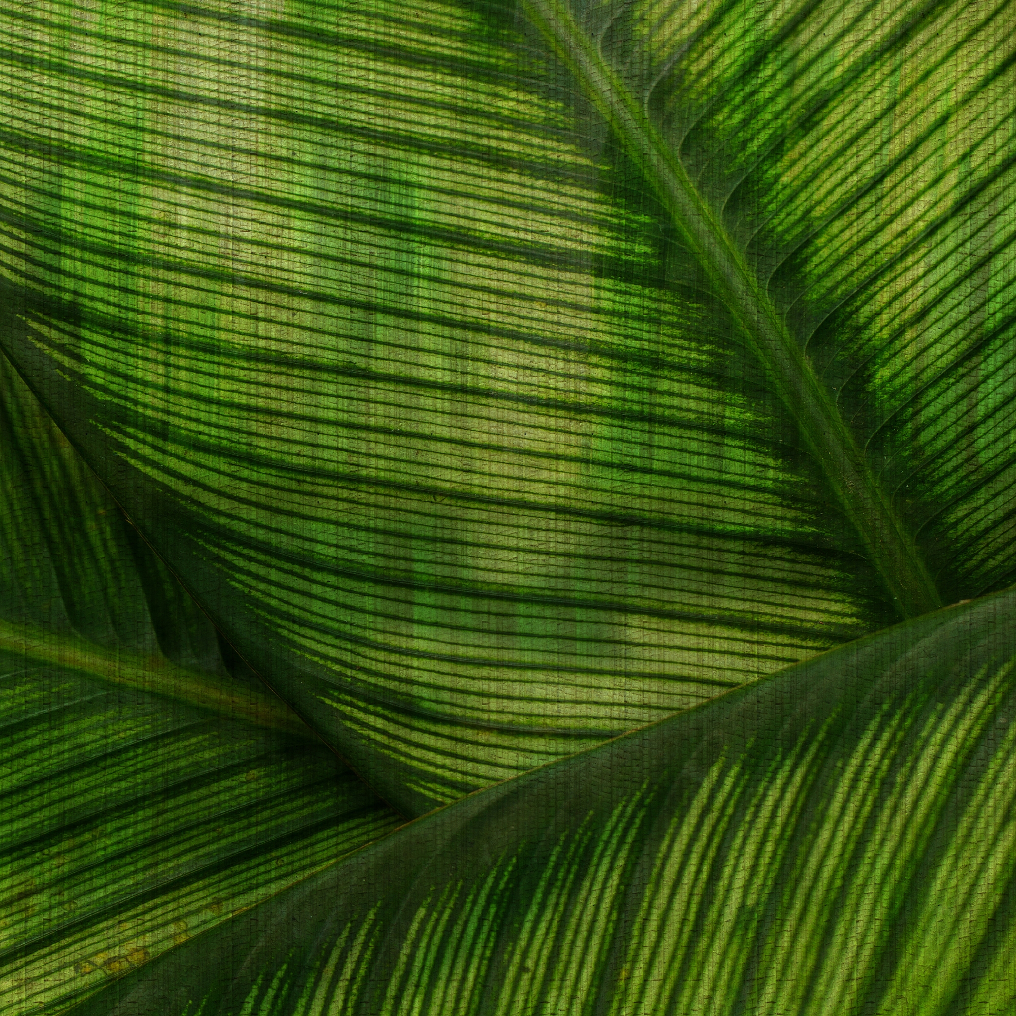 Leaf