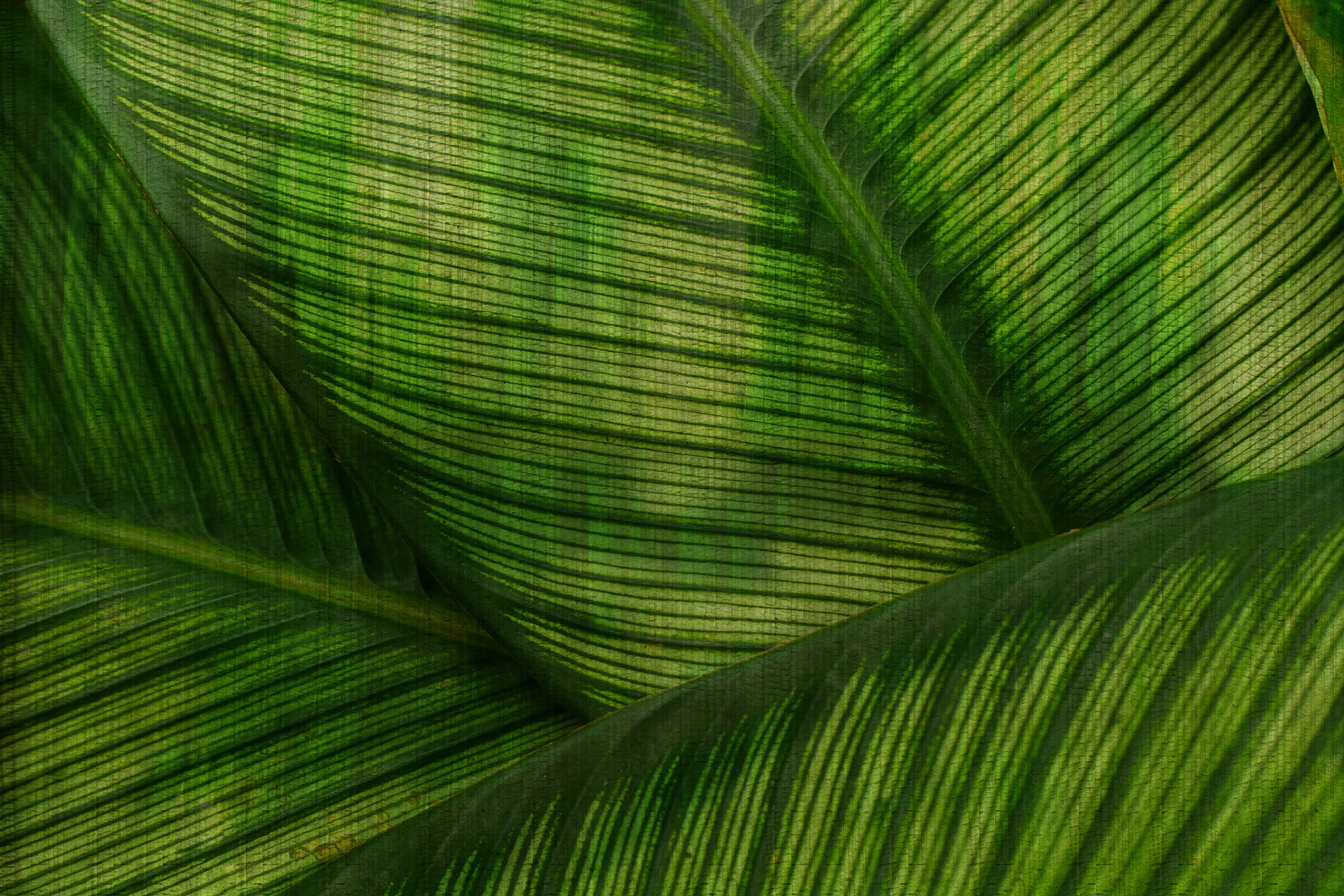 GLAMORA - Leaf