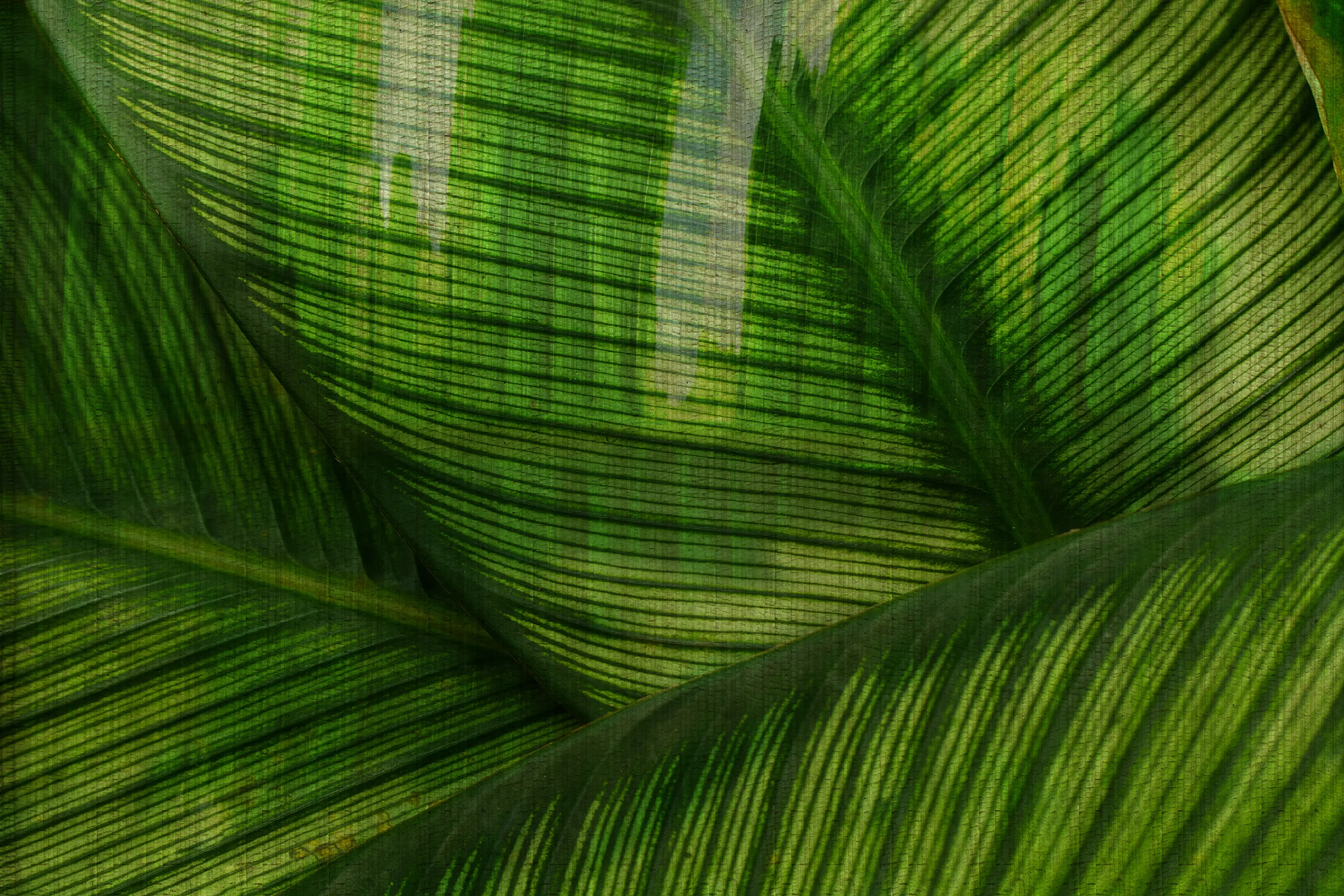 GLAMORA - Leaf