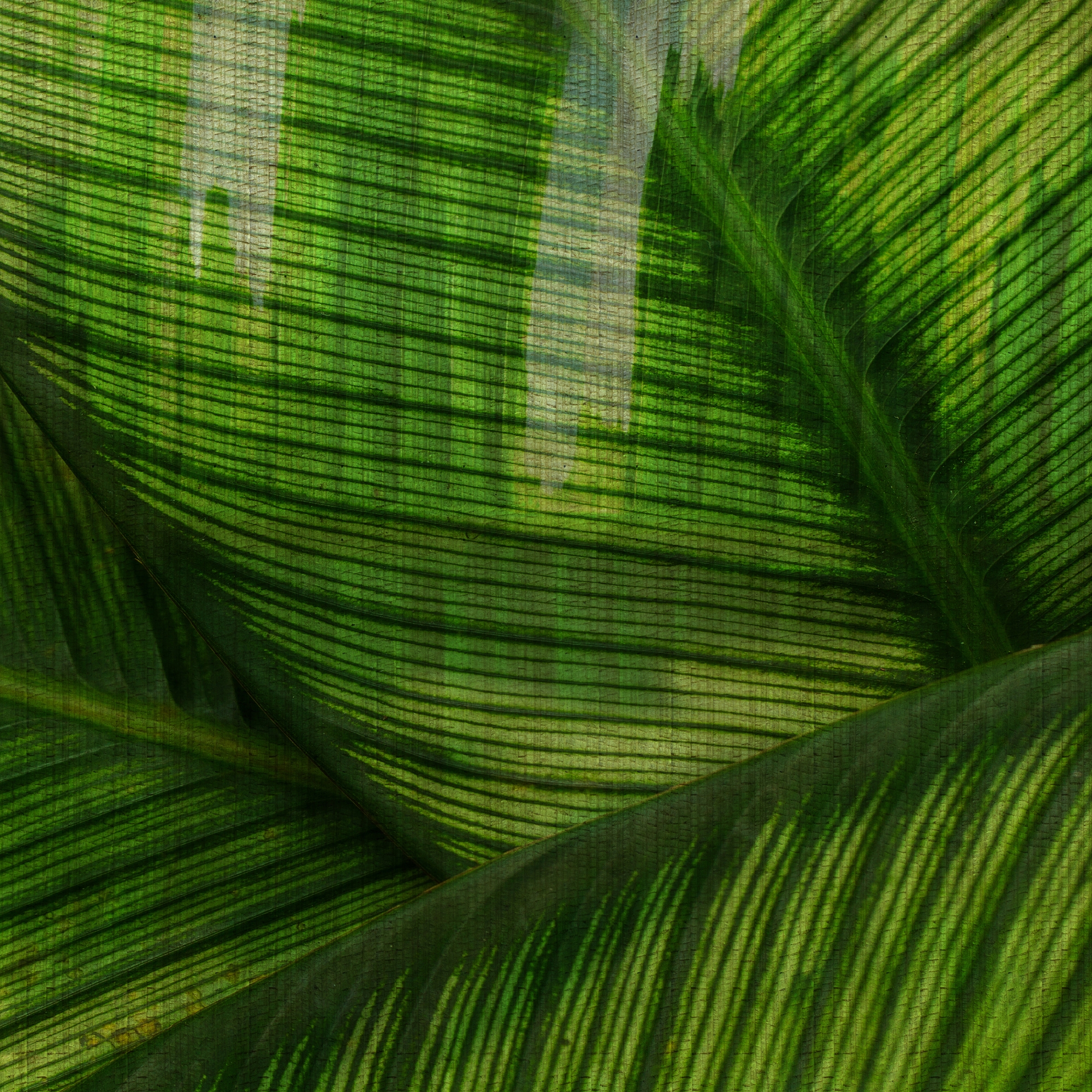 Produkt Leaf des Herstellers GLAMORA anzeigen