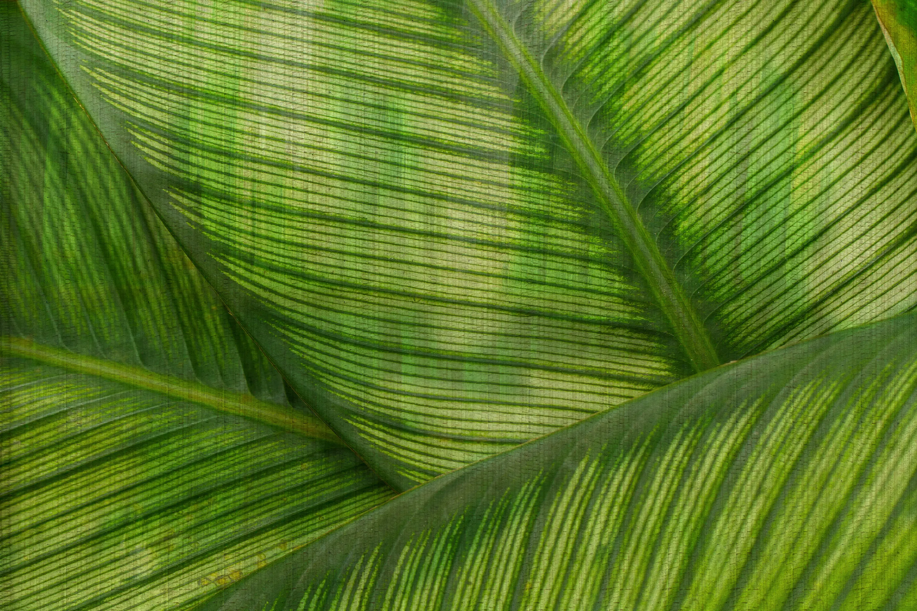 GLAMORA - Leaf