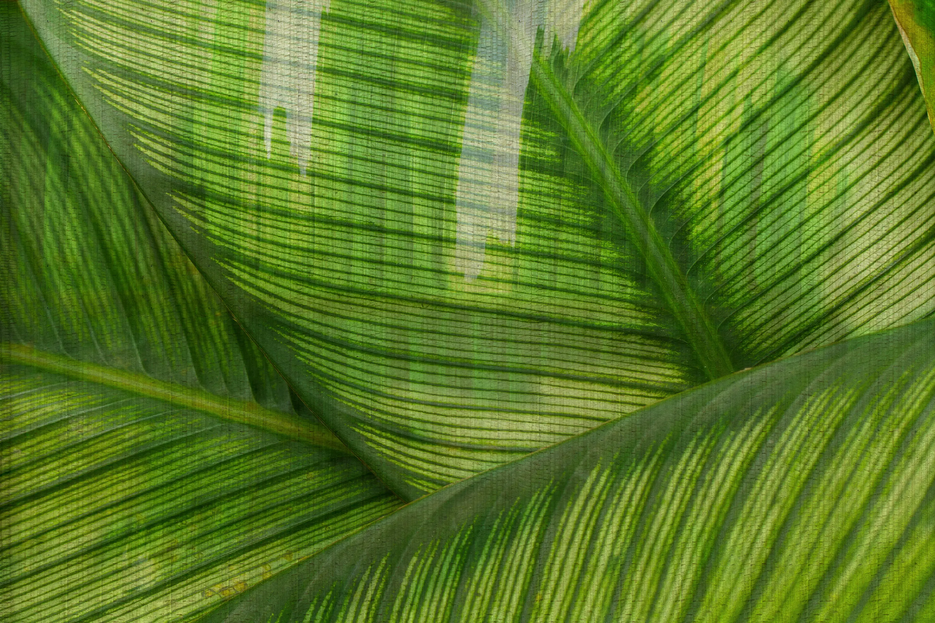 GLAMORA - Leaf