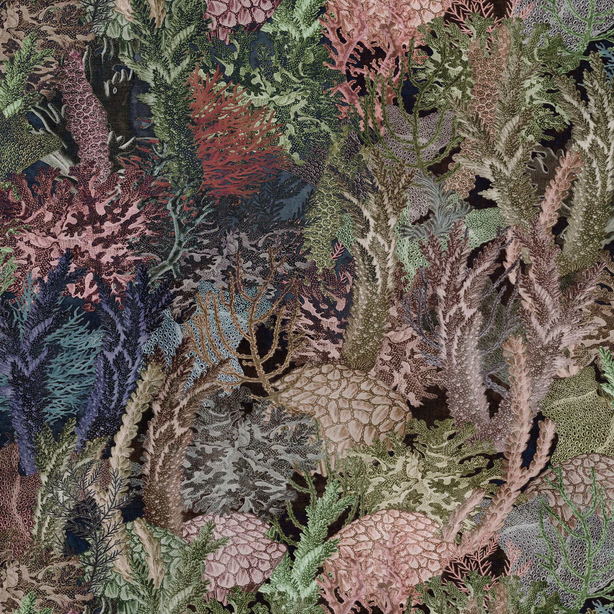 Coral