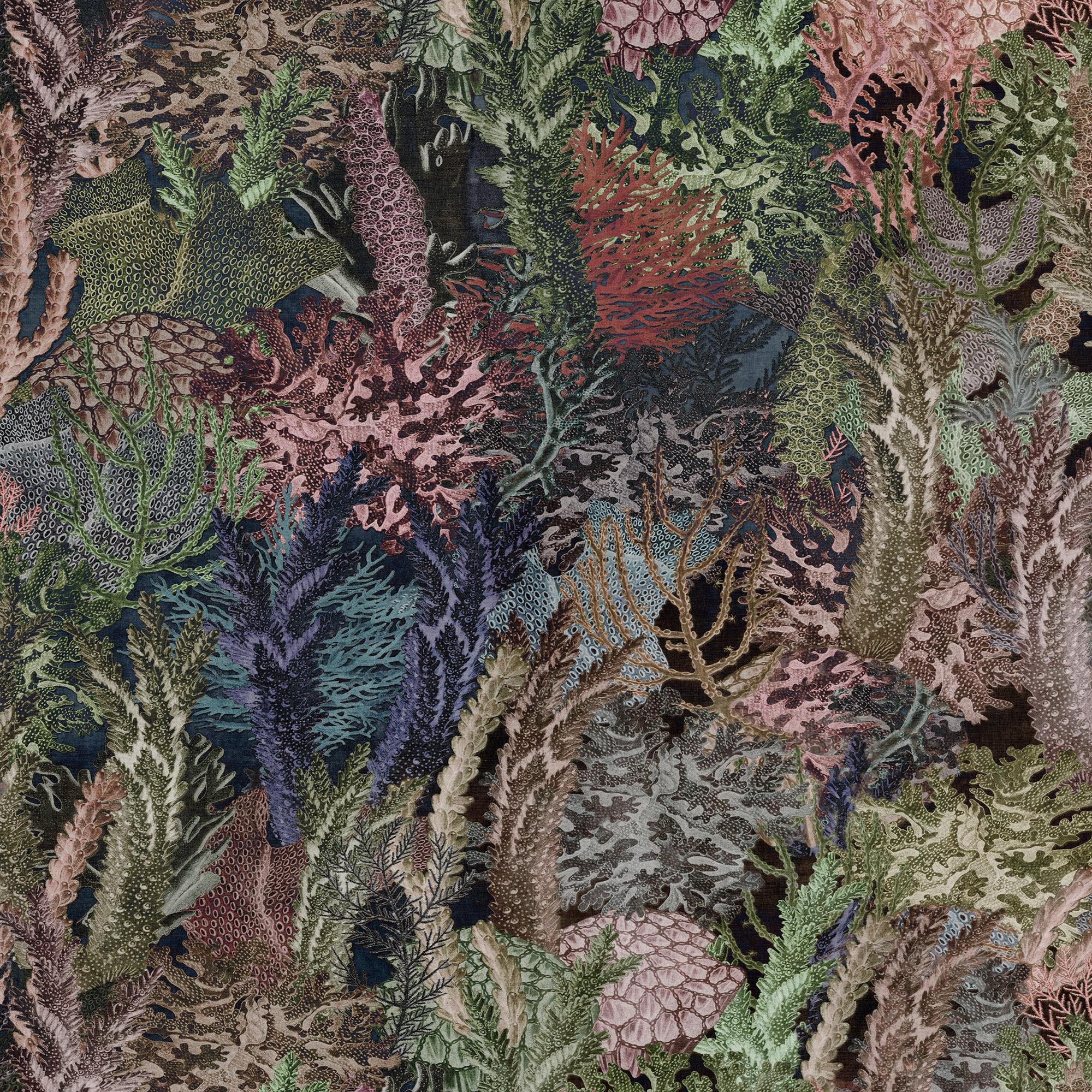 Coral