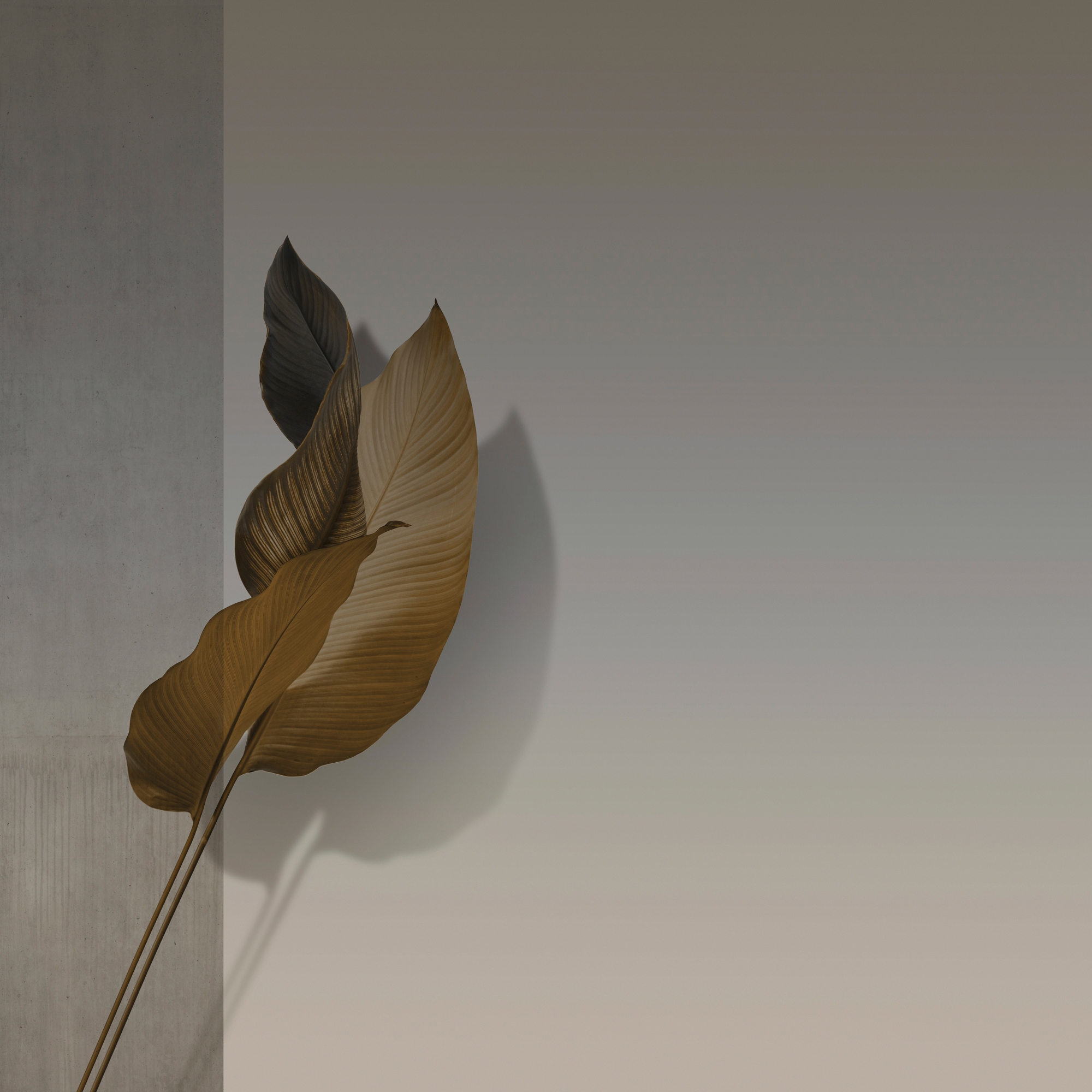 Produkt Plume des Herstellers GLAMORA anzeigen