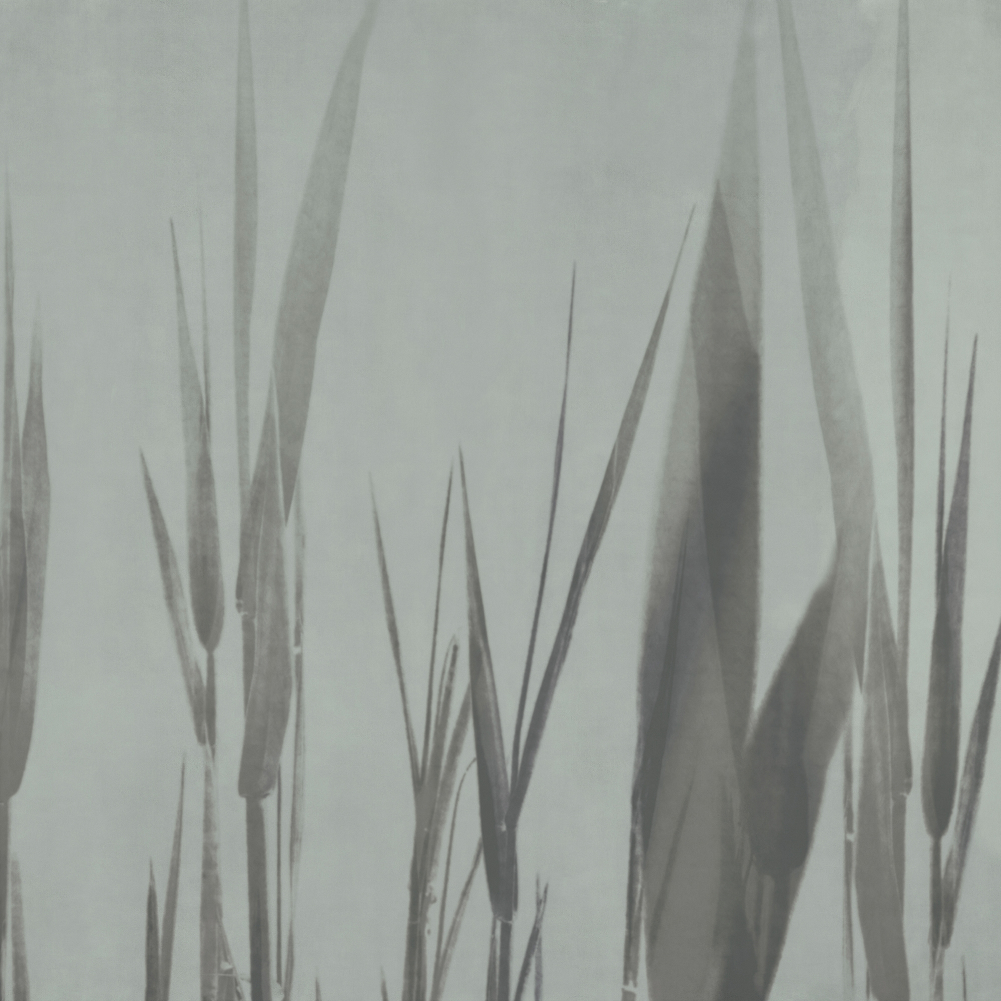 Display product Talea from manufacturer GLAMORA