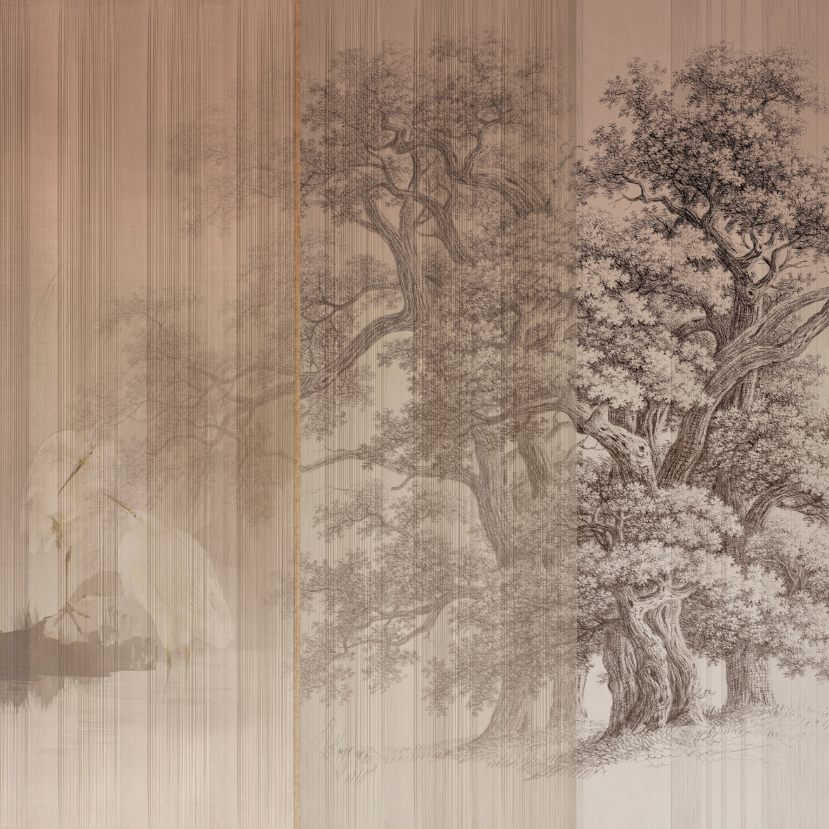 Sycamore