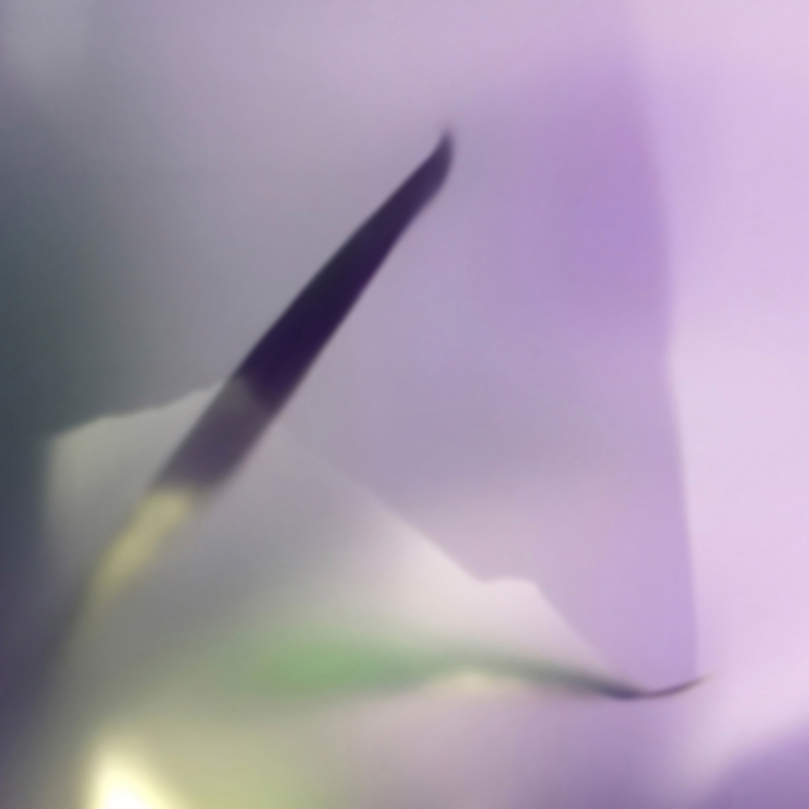 Display product Narciso from manufacturer GLAMORA