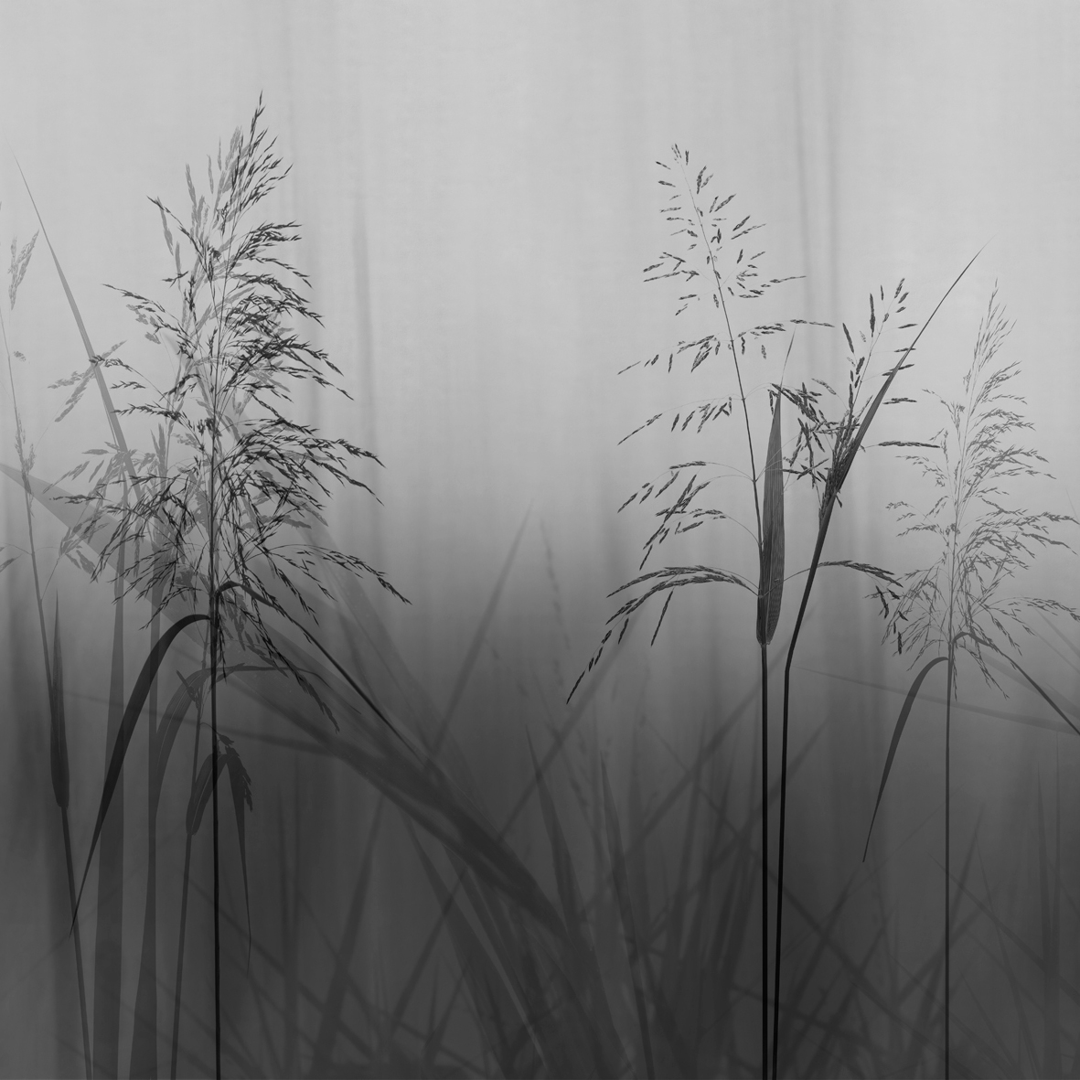 Whisper