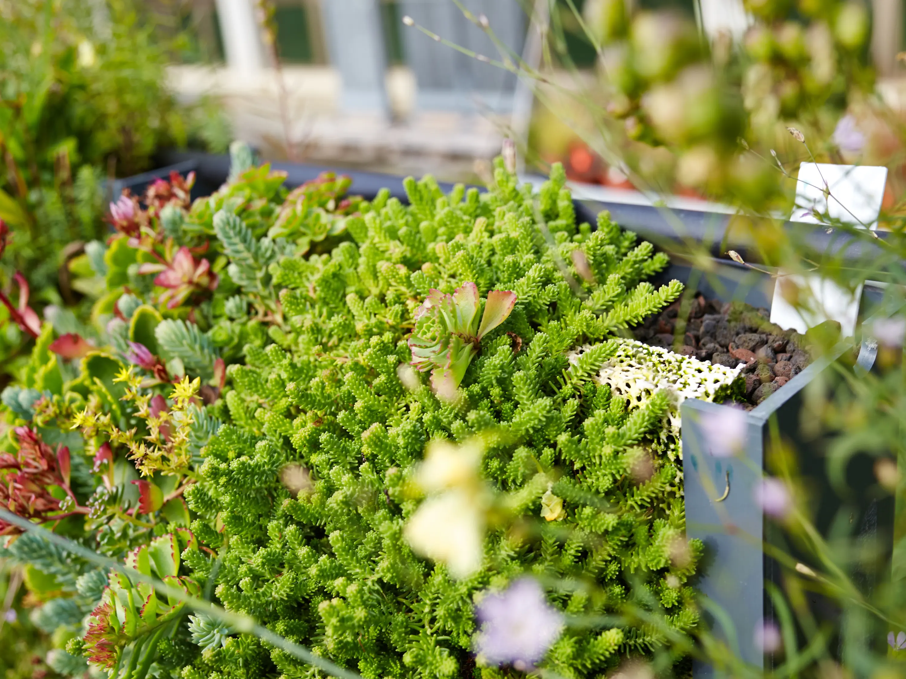Creabeton Matériaux - SKYFLOR® - Vertikales Begrünungssystem