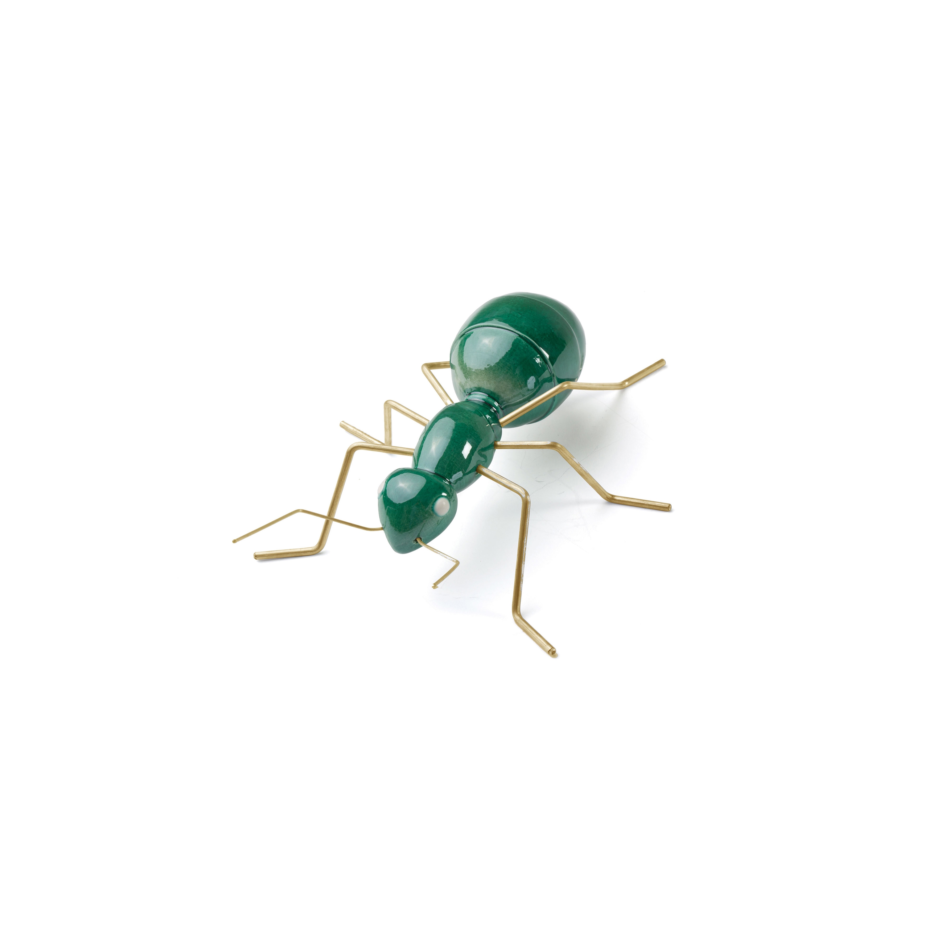 Fauna Ant