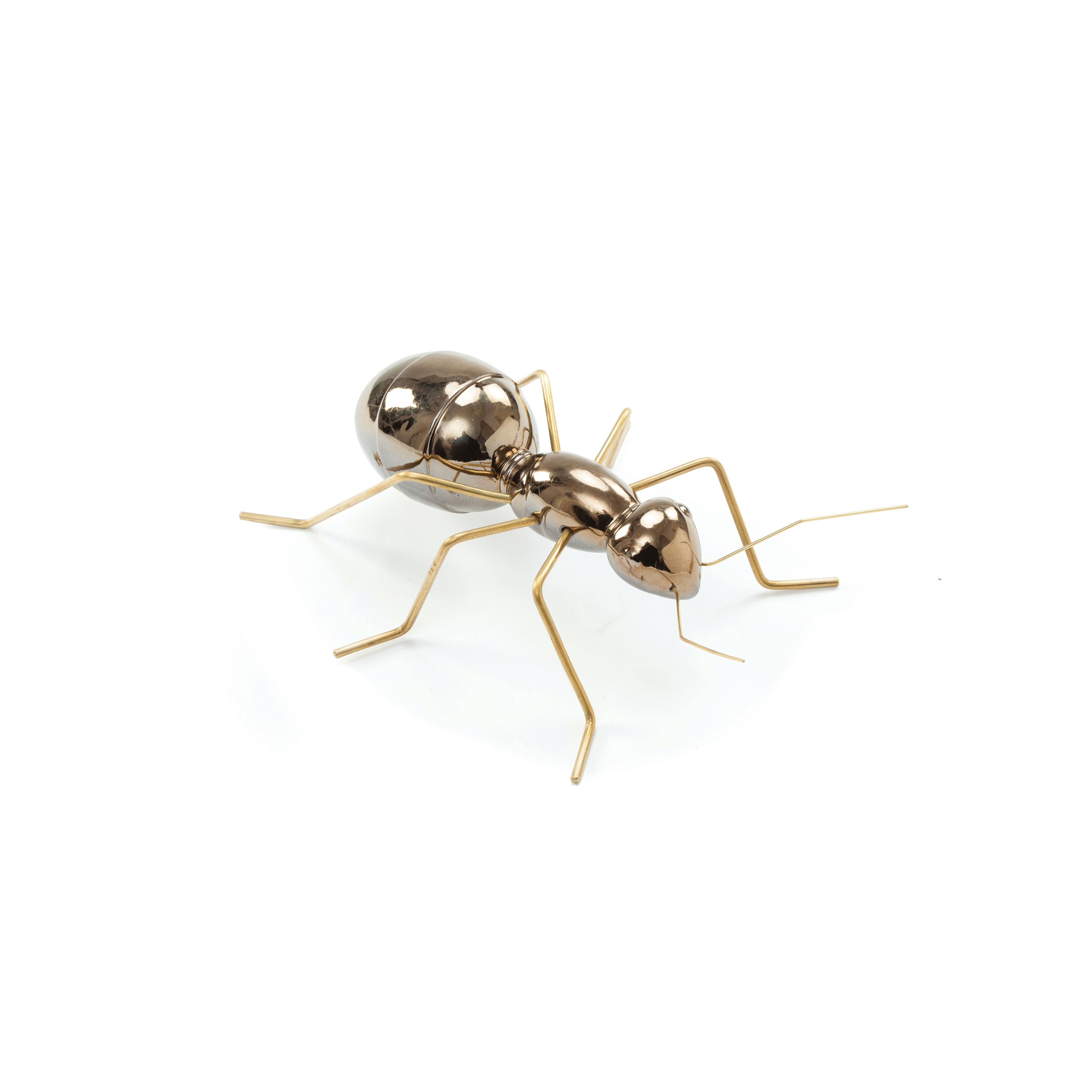 Fauna Ant