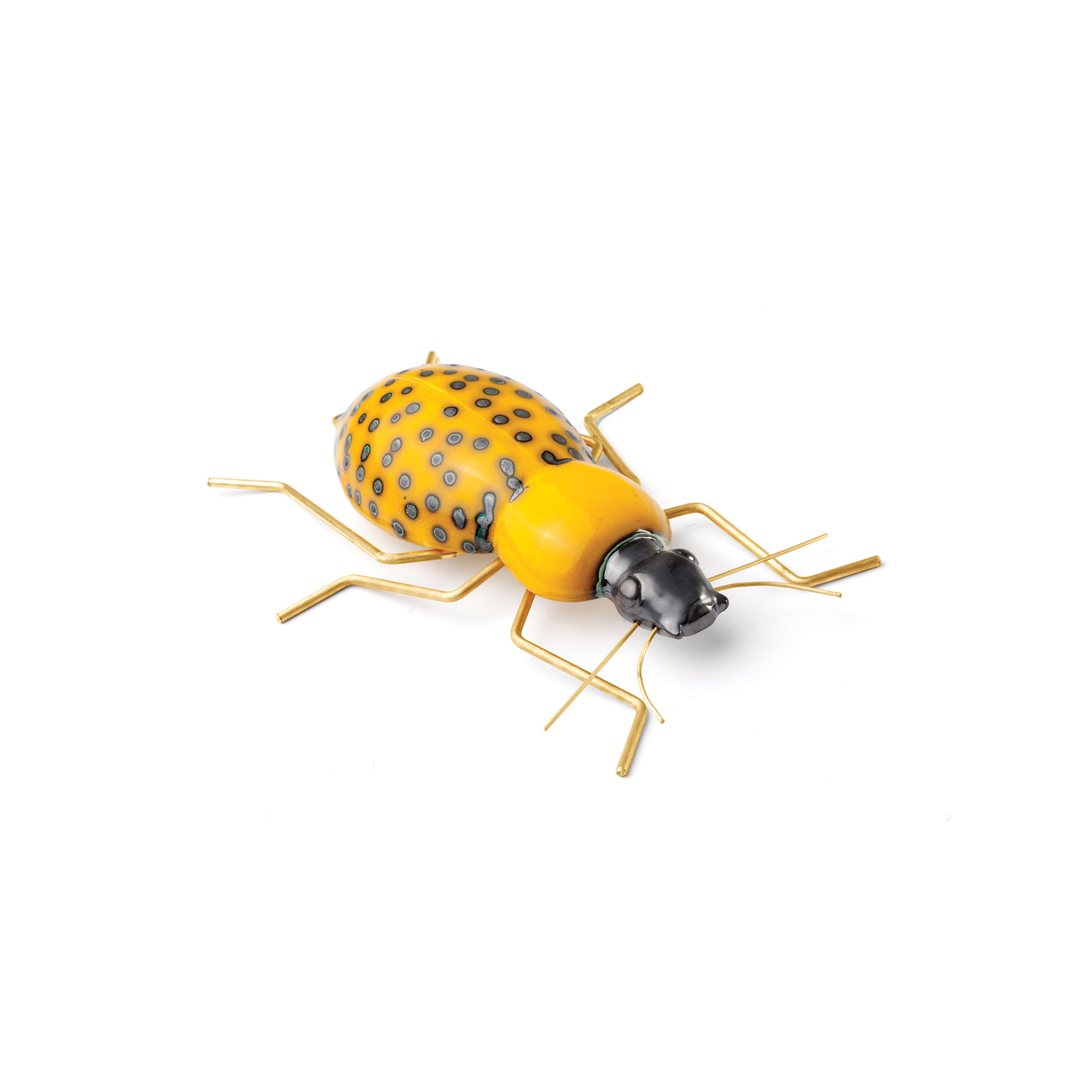 Fauna Beetle