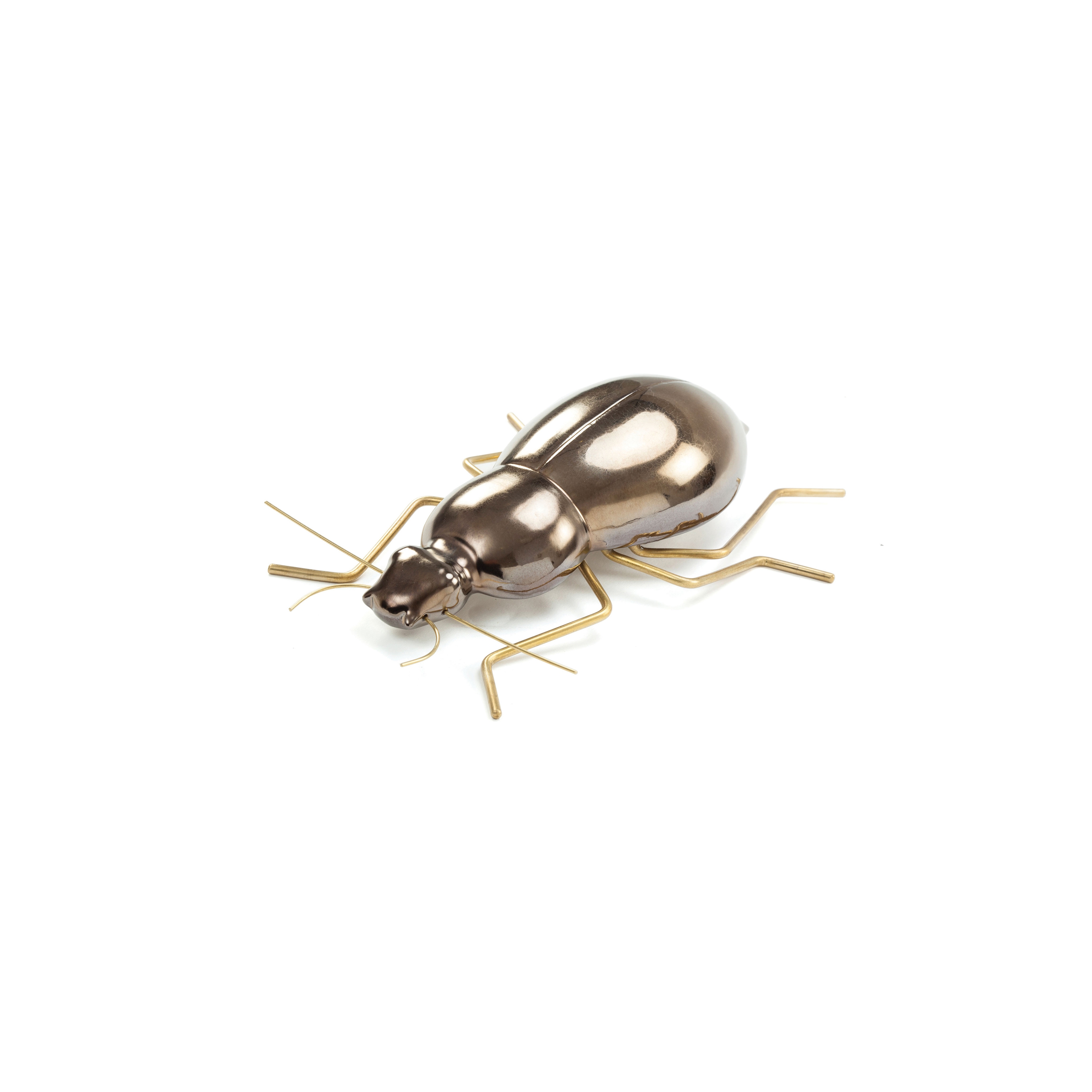 Fauna Beetle
