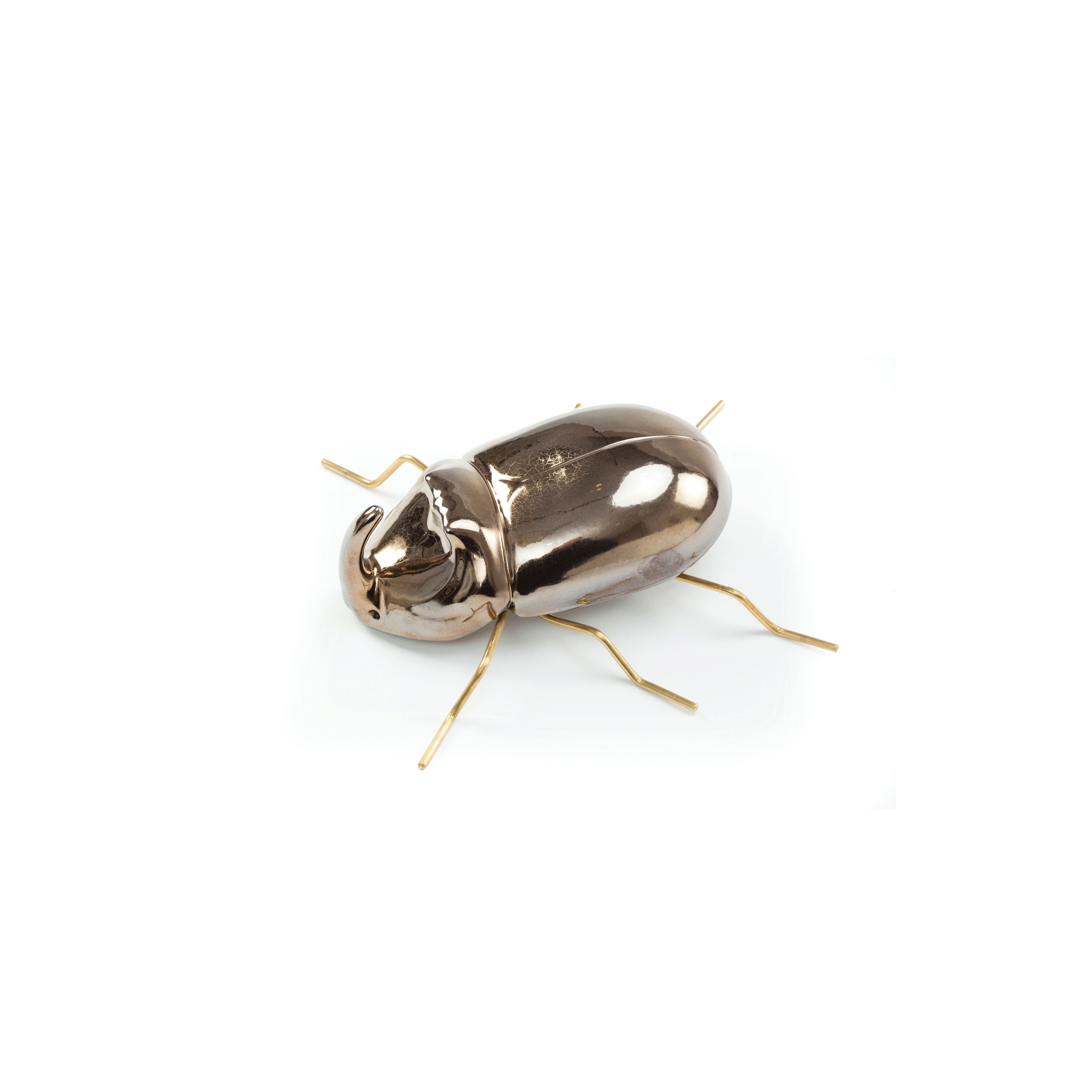 Fauna Rhinoceros Beetle