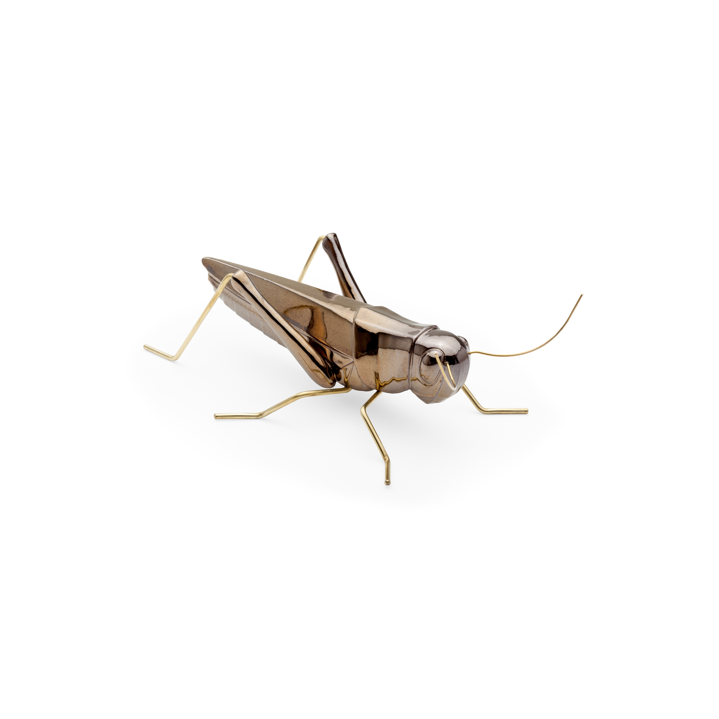 Fauna Grasshopper