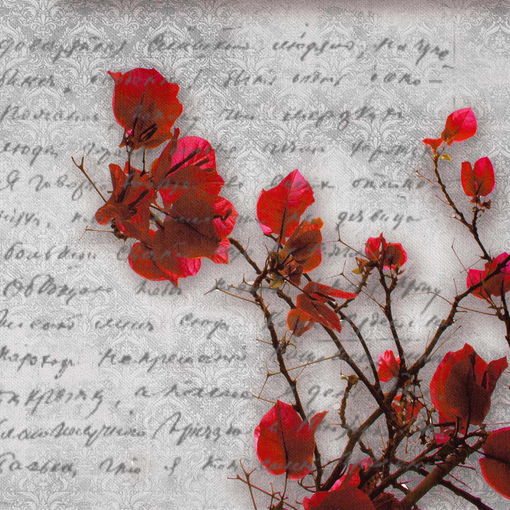 Mostra il prodotto Fiona del produttore Creativespace