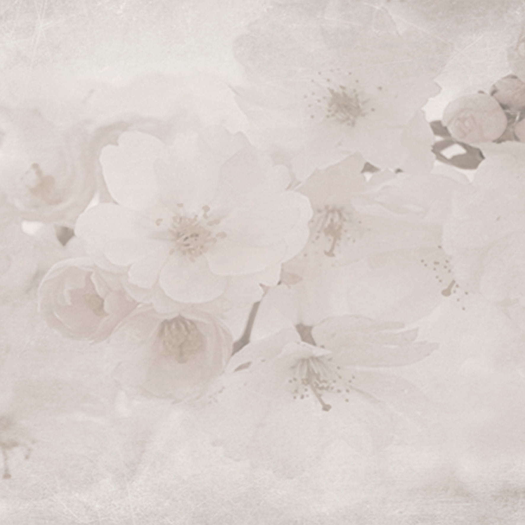 Mostra il prodotto Orchid del produttore Creativespace