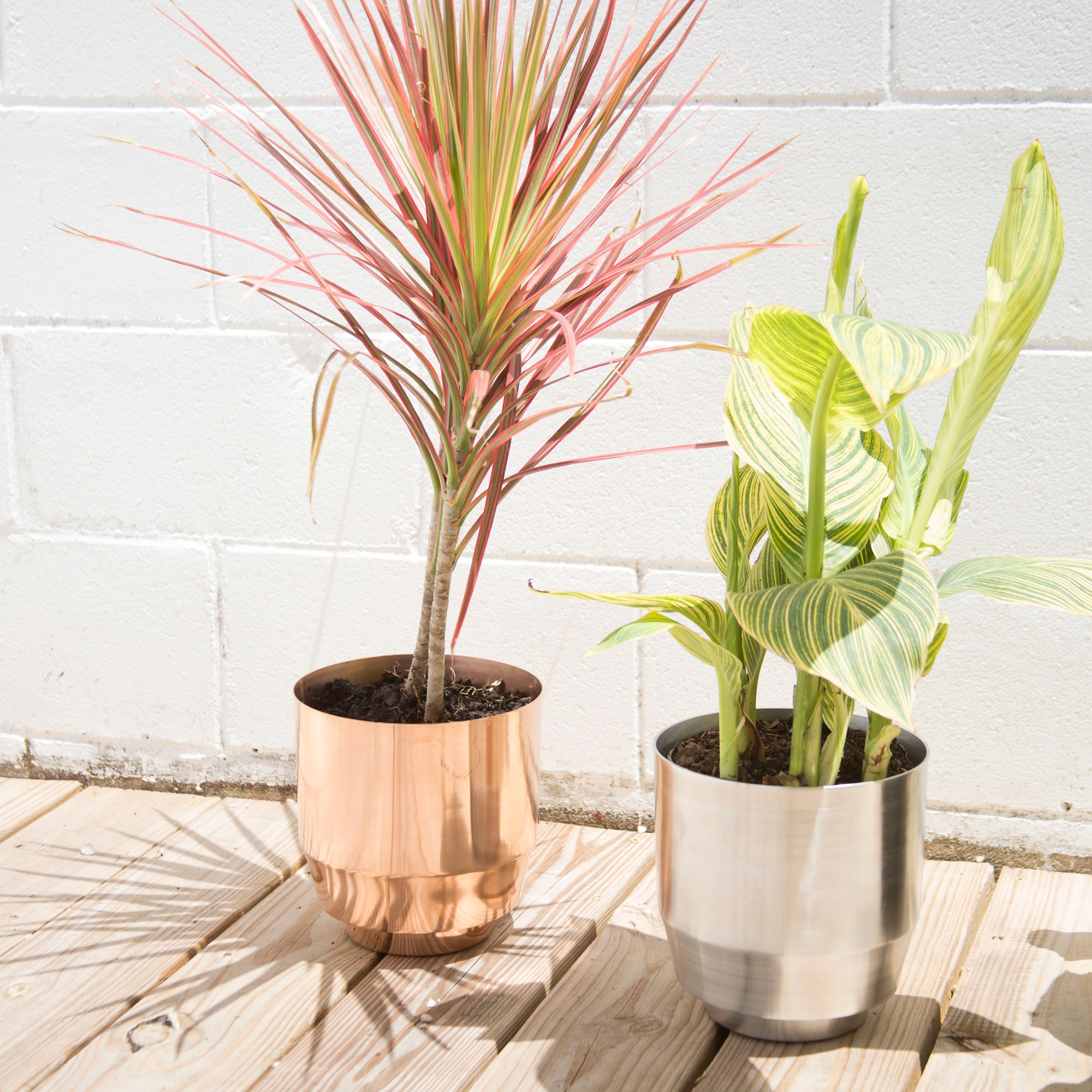PLANTERS