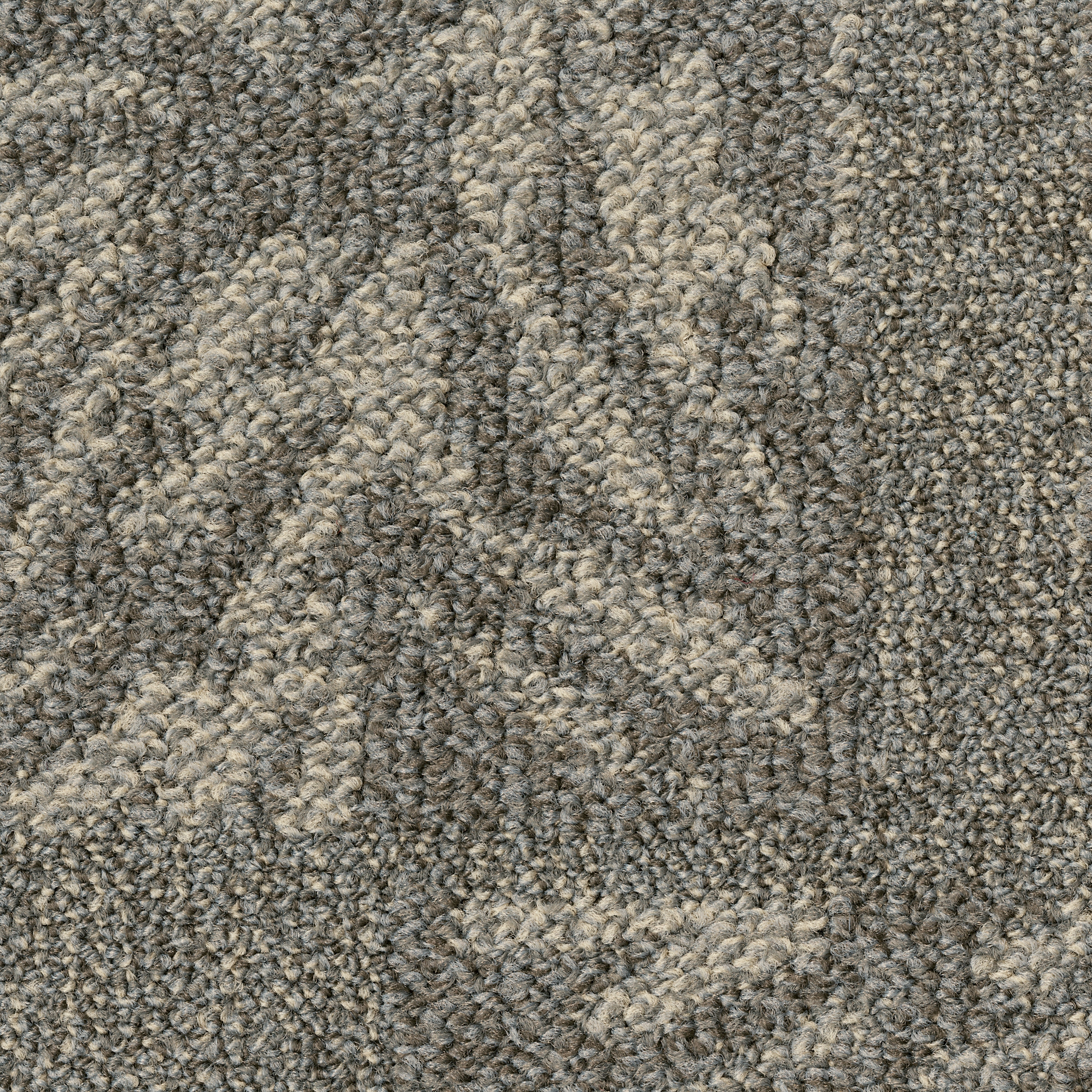 Fern