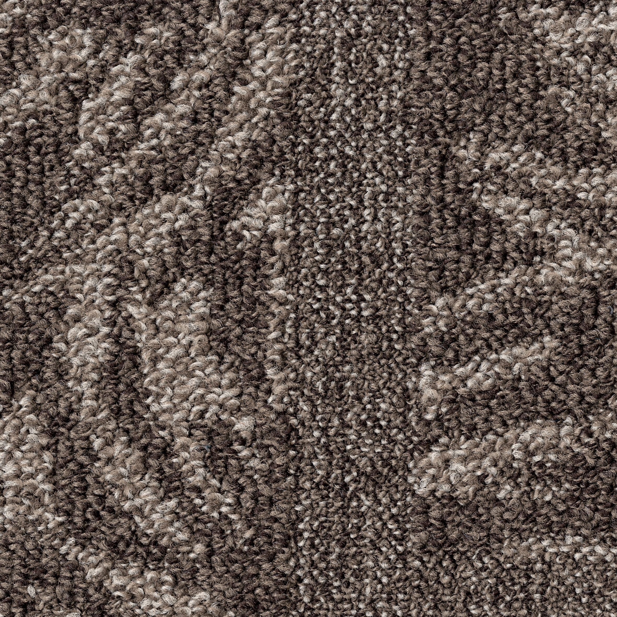 Fern