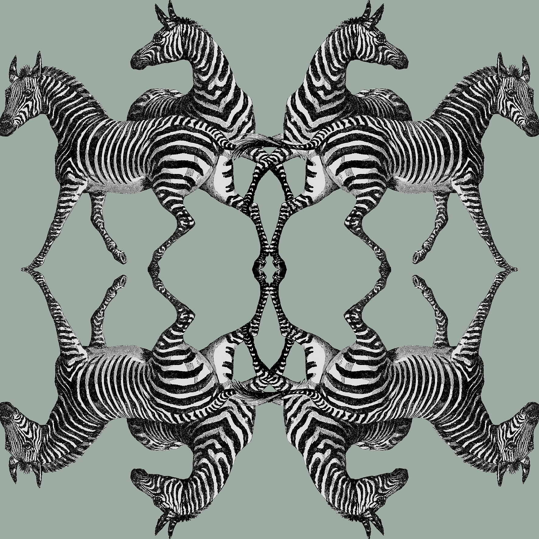 Zebra - Riviera