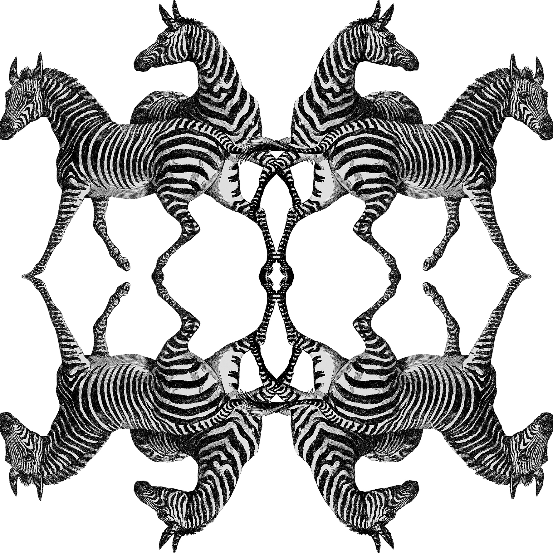 Zebra - Pirate