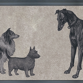 Canis - Royal