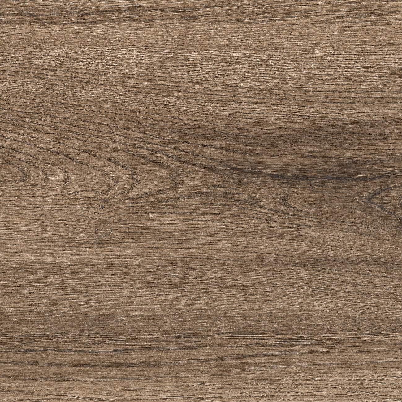 Quercus | Noce