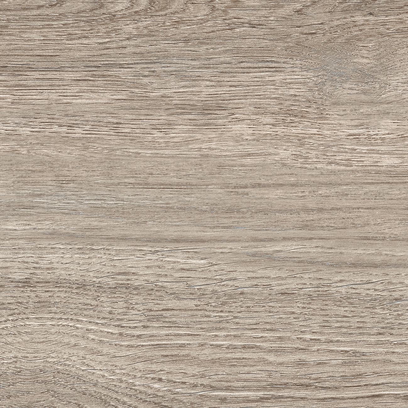 Quercus | Olivo