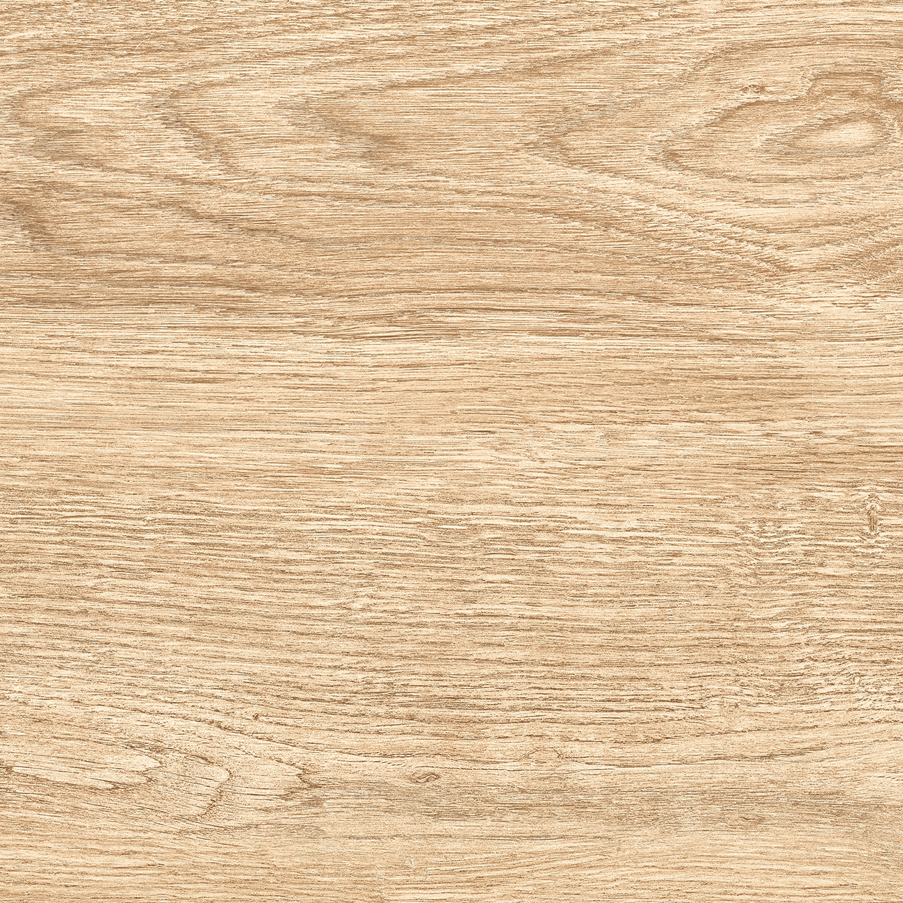 Quercus | Olmo