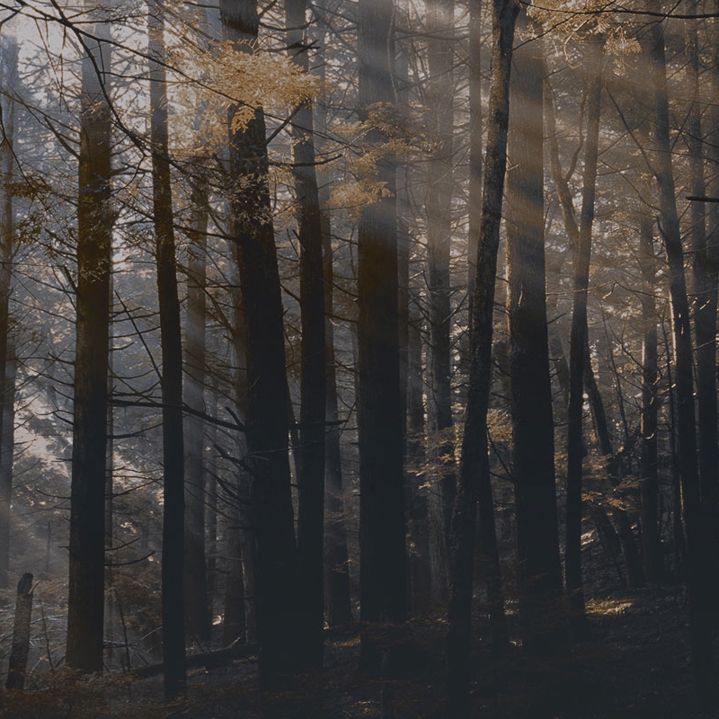 Display product Canadian Forest from manufacturer LONDONART