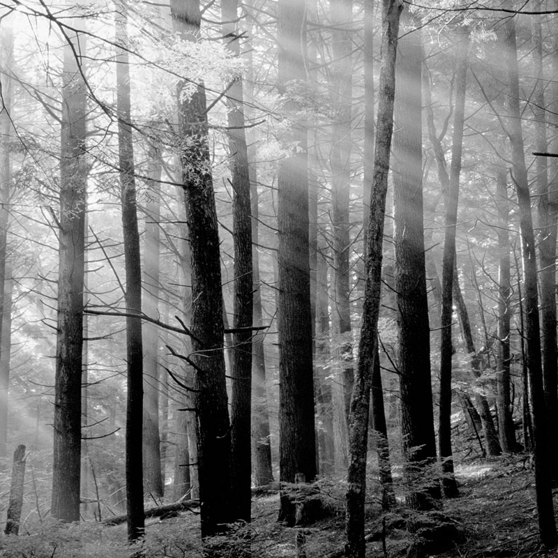 Canadian Forest