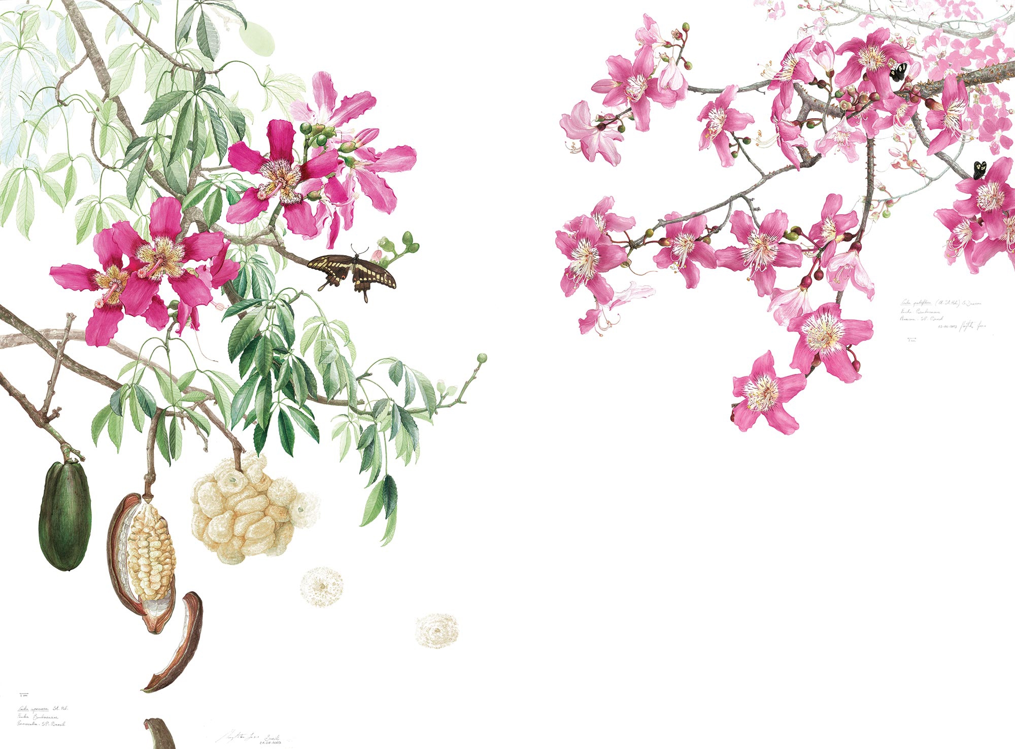 Mostra il prodotto Ceiba Pink del produttore TECNOGRAFICA