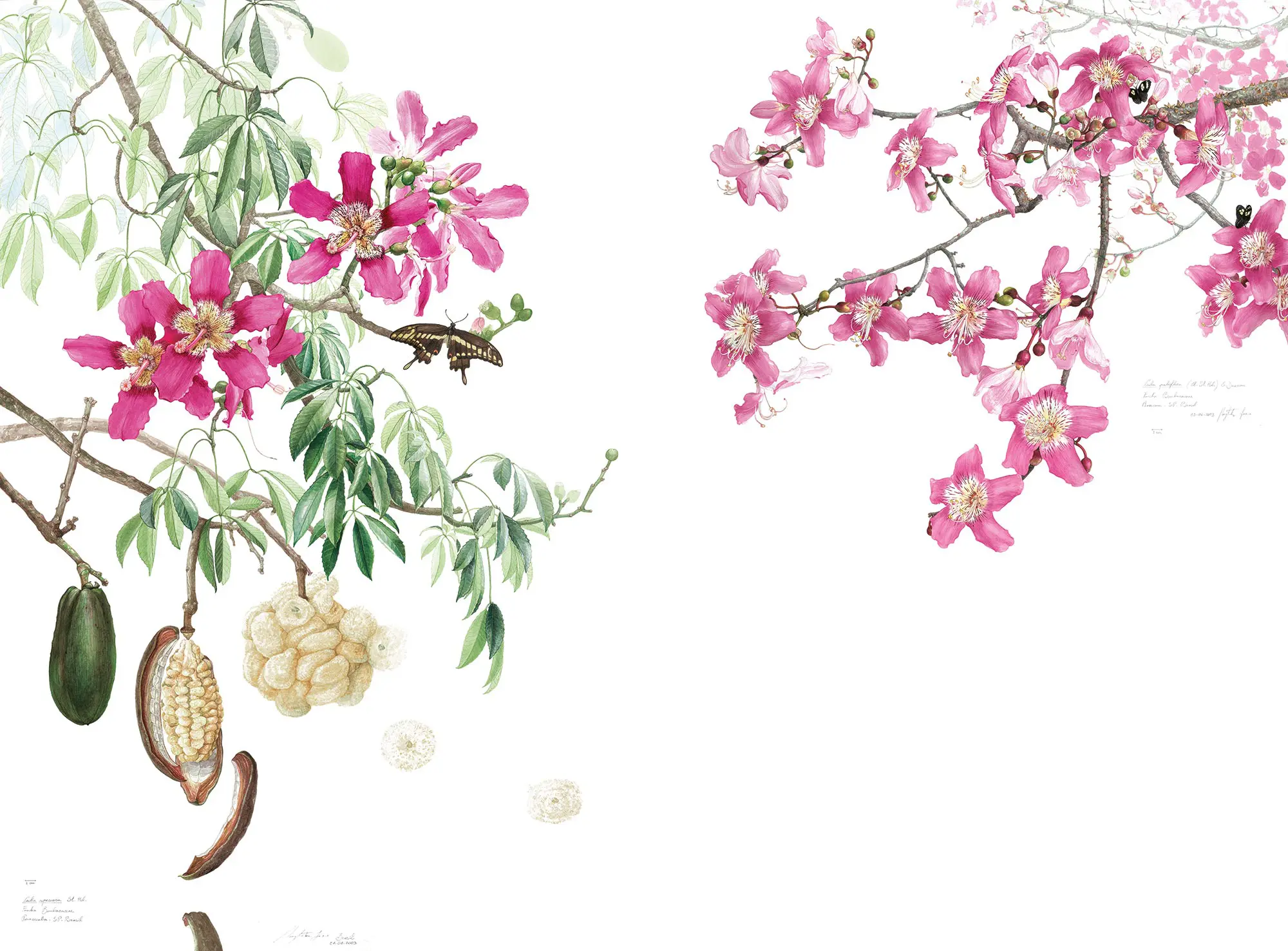 TECNOGRAFICA - Ceiba Pink