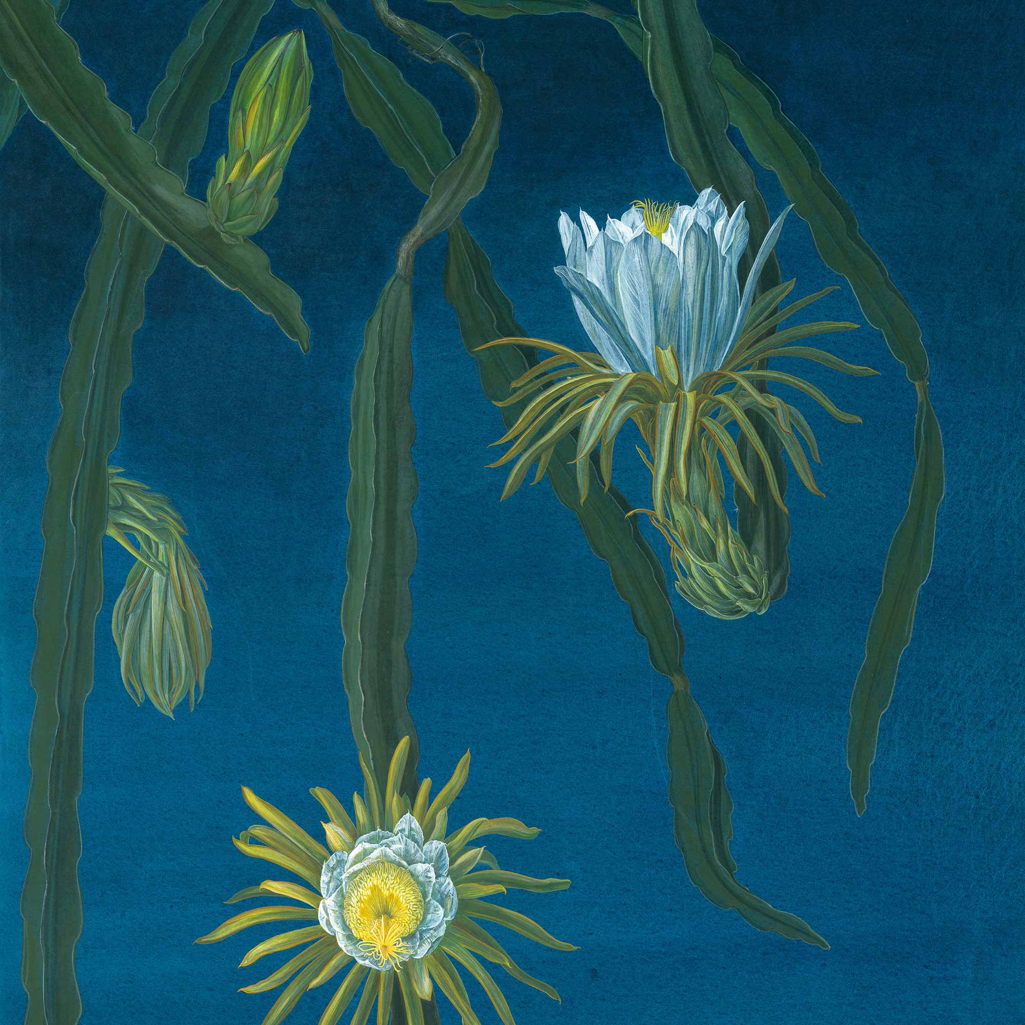 Hilocereus Night Blue