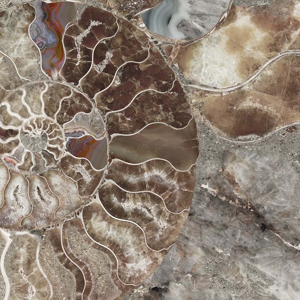 Shell 3