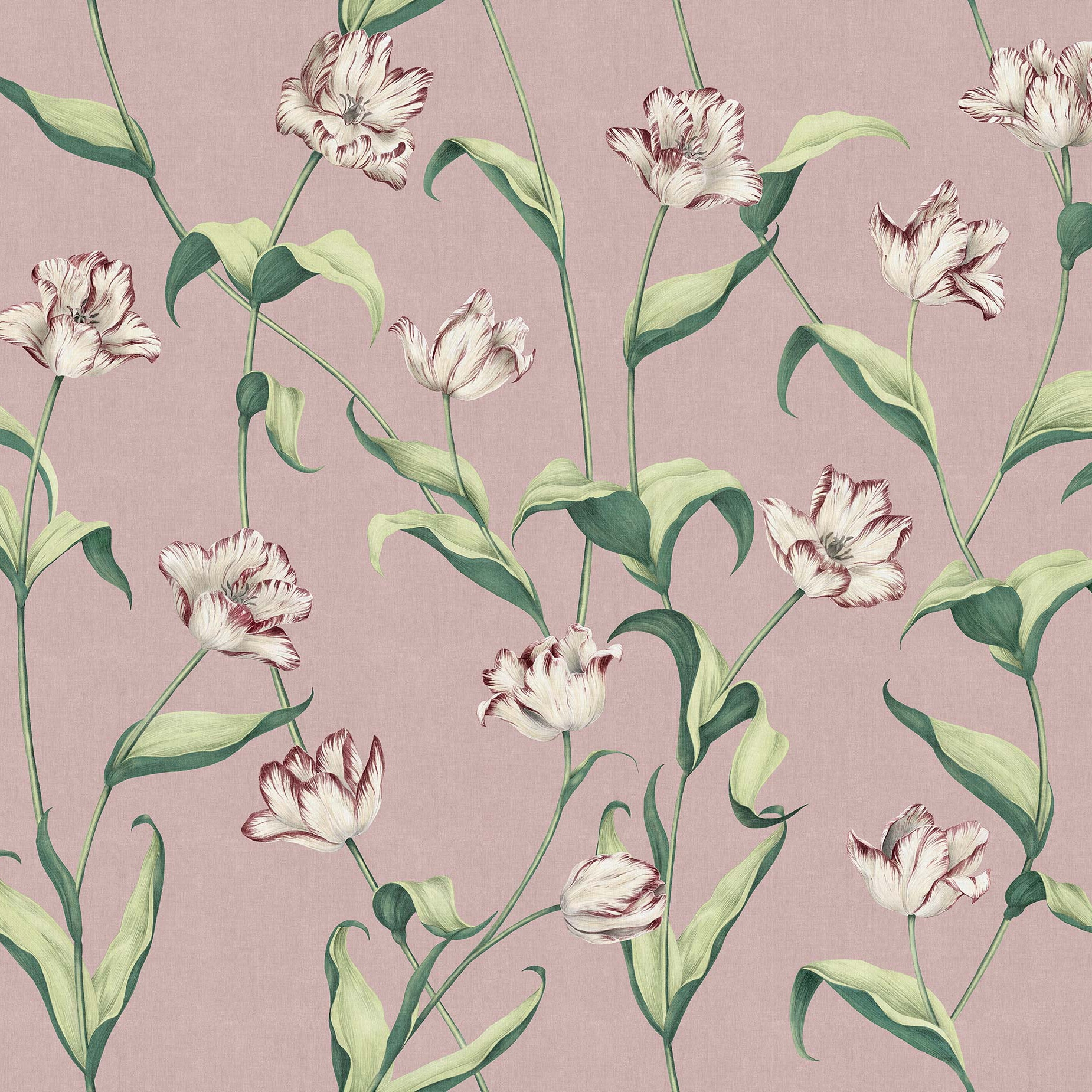 Cordelia Powder Rose Big