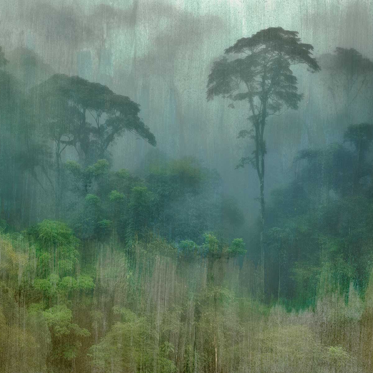 Africa Green