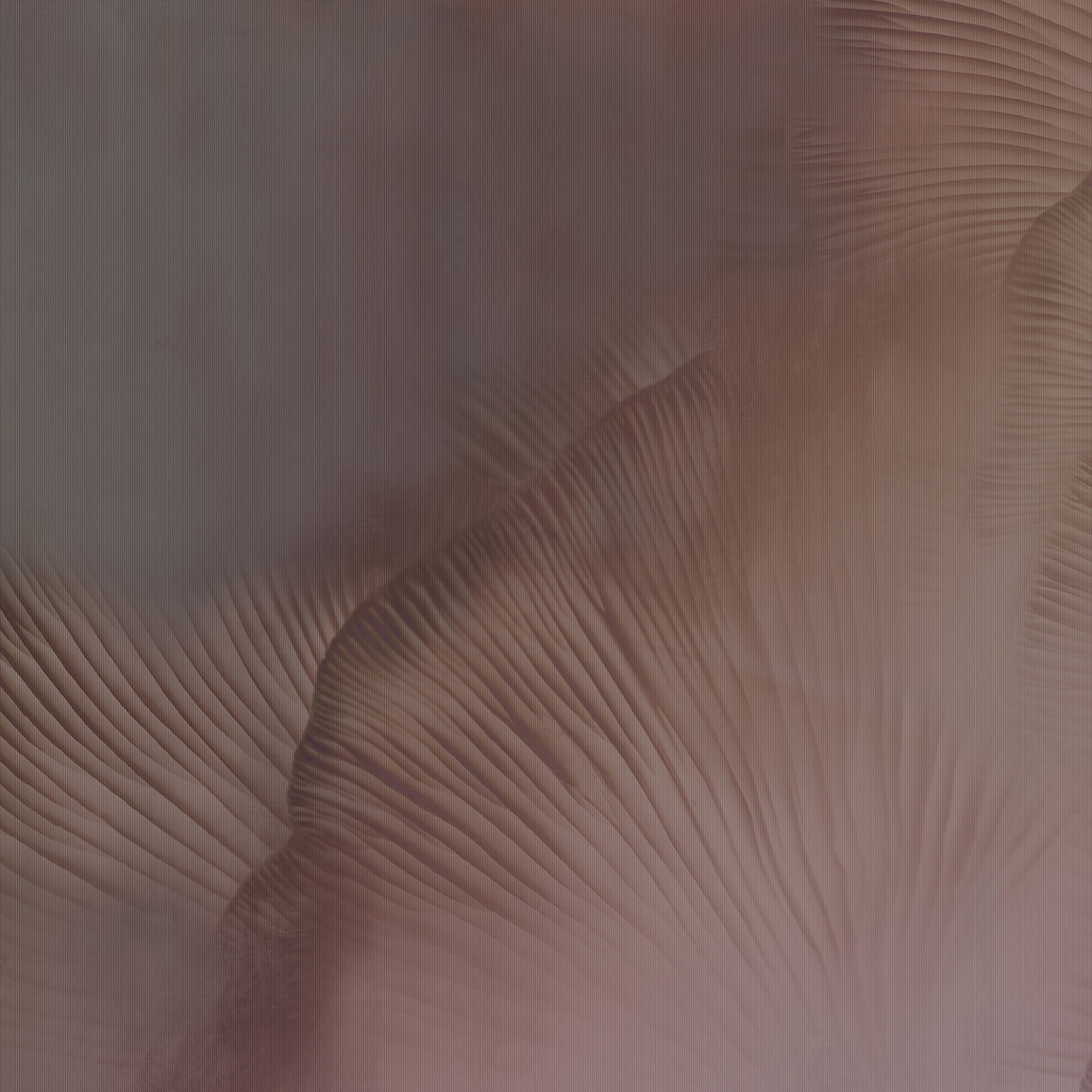 Siren Song Coral A