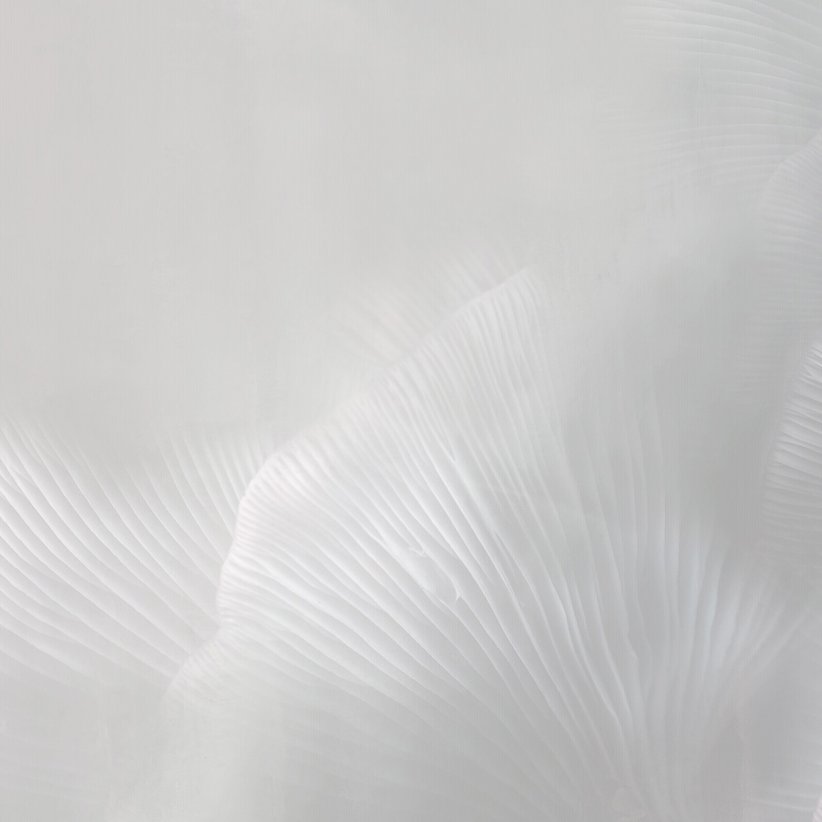 Display product Siren Song Pearl A from manufacturer TECNOGRAFICA