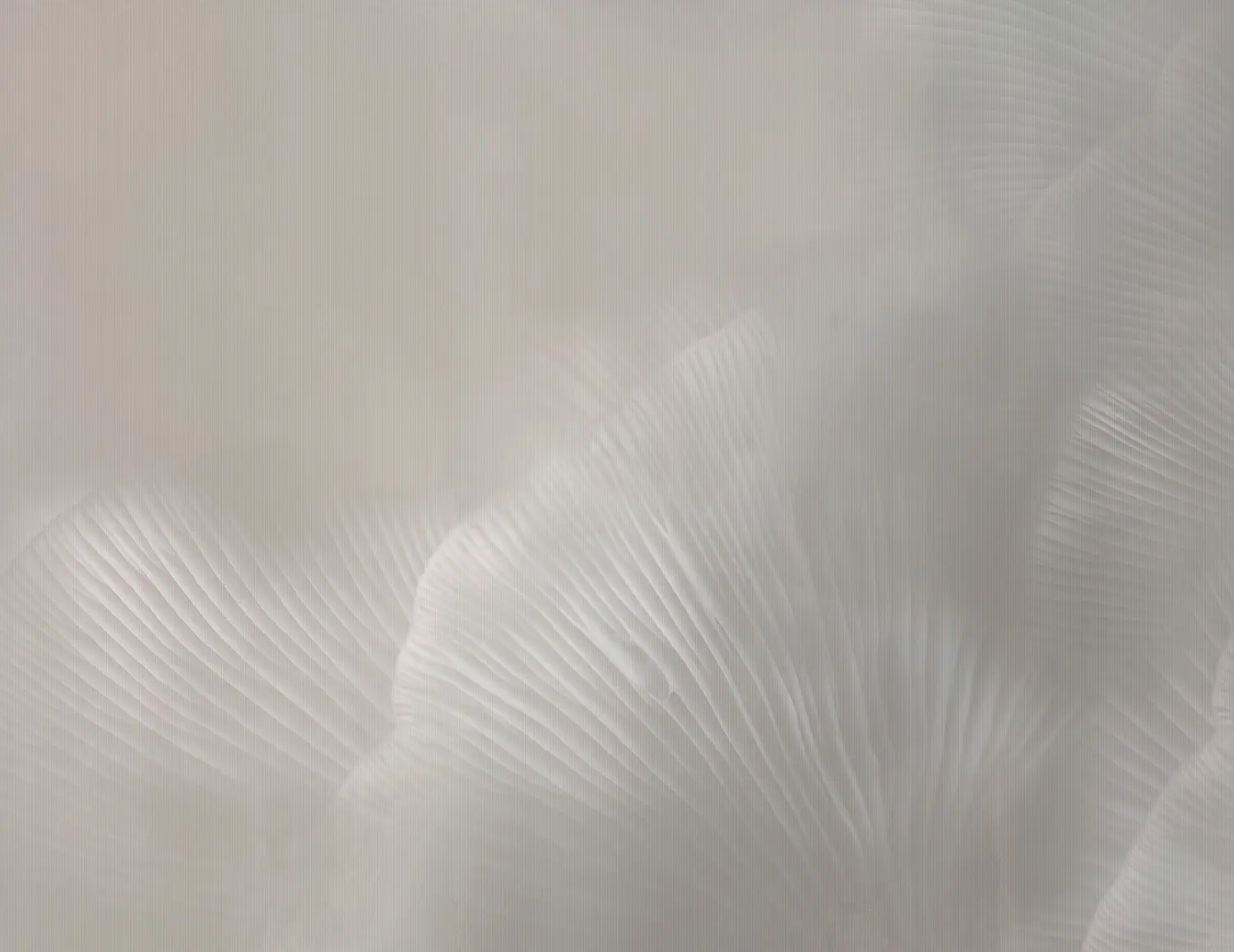 TECNOGRAFICA - Siren Song Taupe A