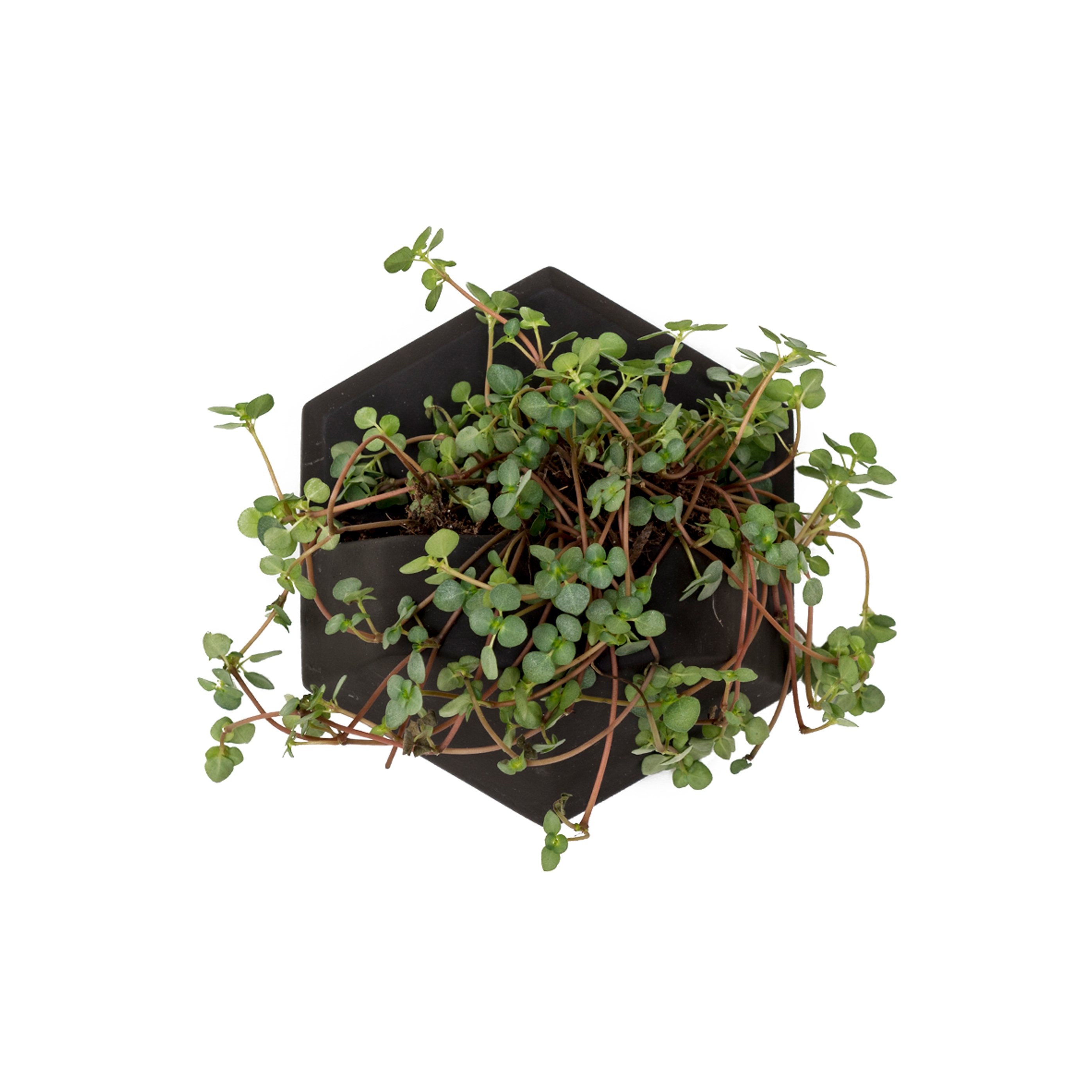 MonoPlanter | Concrete Dark Grey