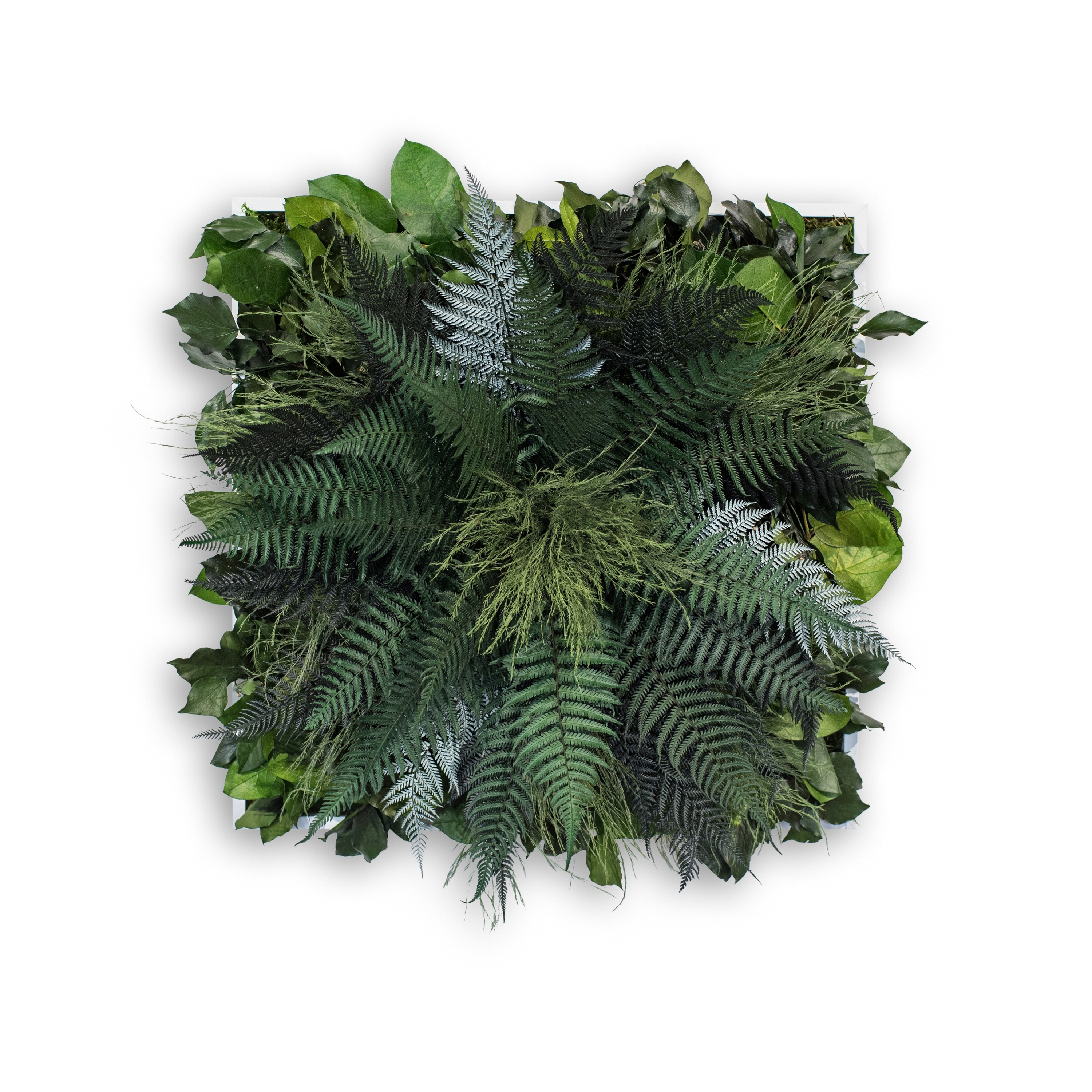 Display product plant picture | jungle 55x55cm from manufacturer styleGREEN