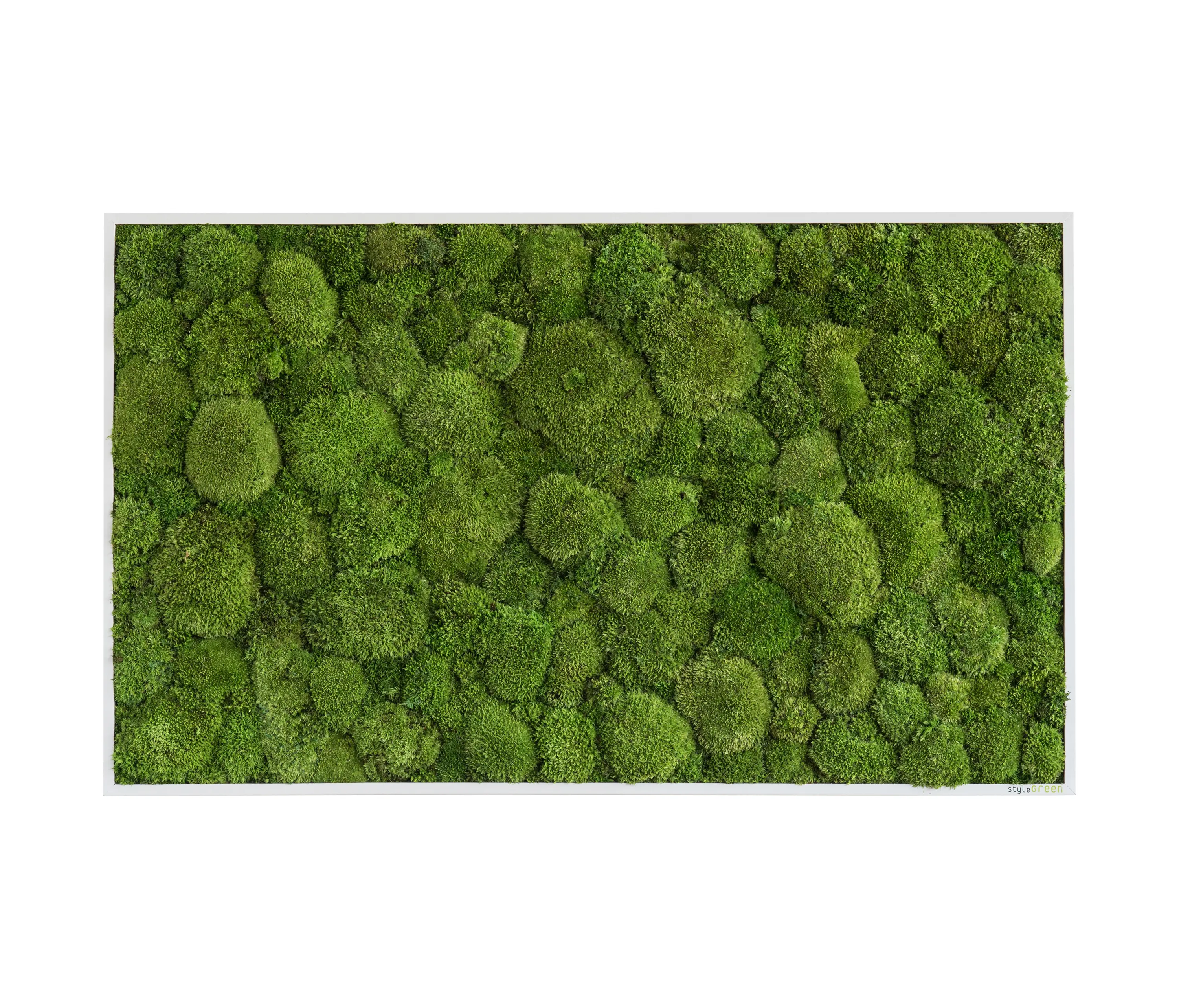 styleGREEN - Moosbilder | Kugelmoosbild 100x60cm