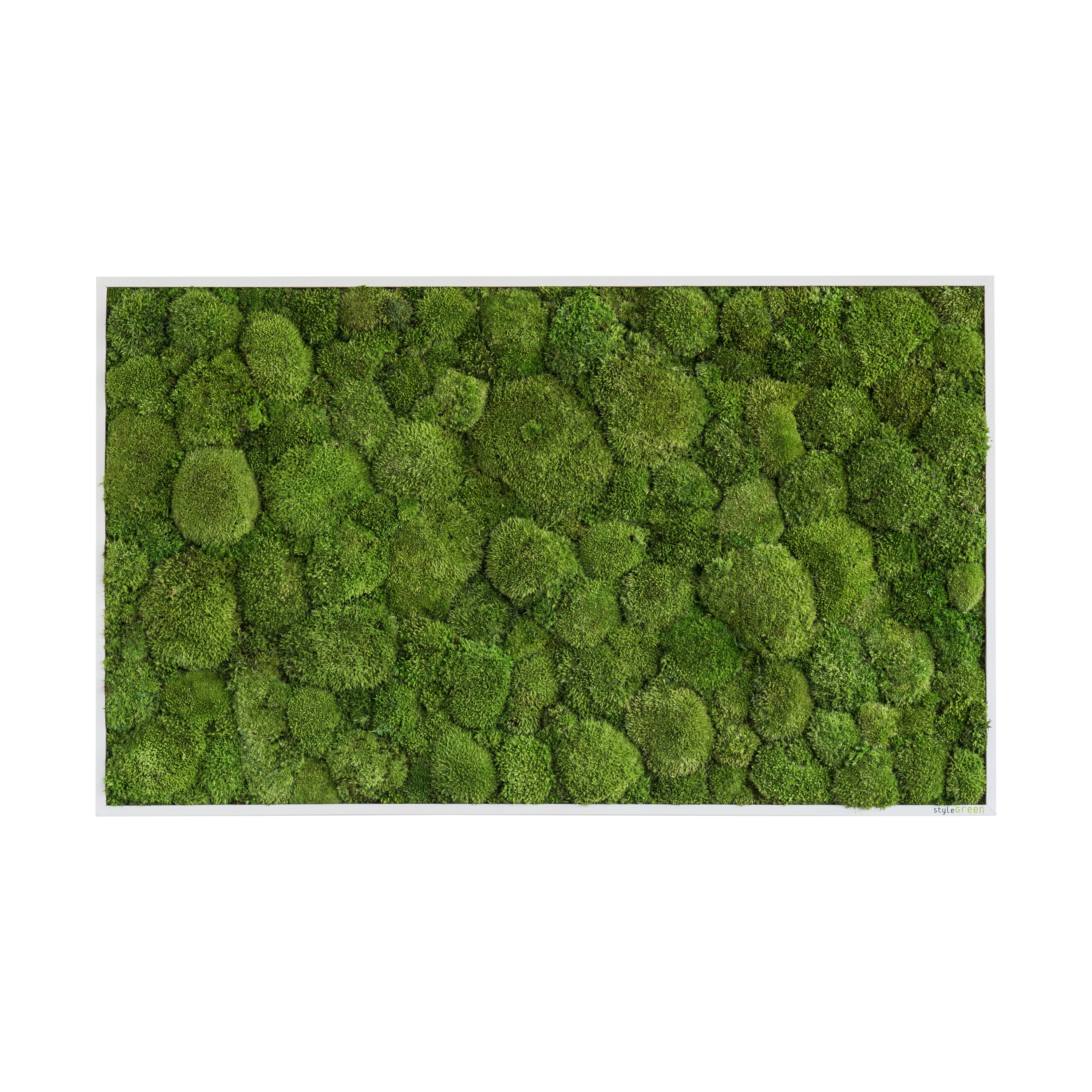 Display product moss picture | pole moss picture 100x60cm from manufacturer styleGREEN
