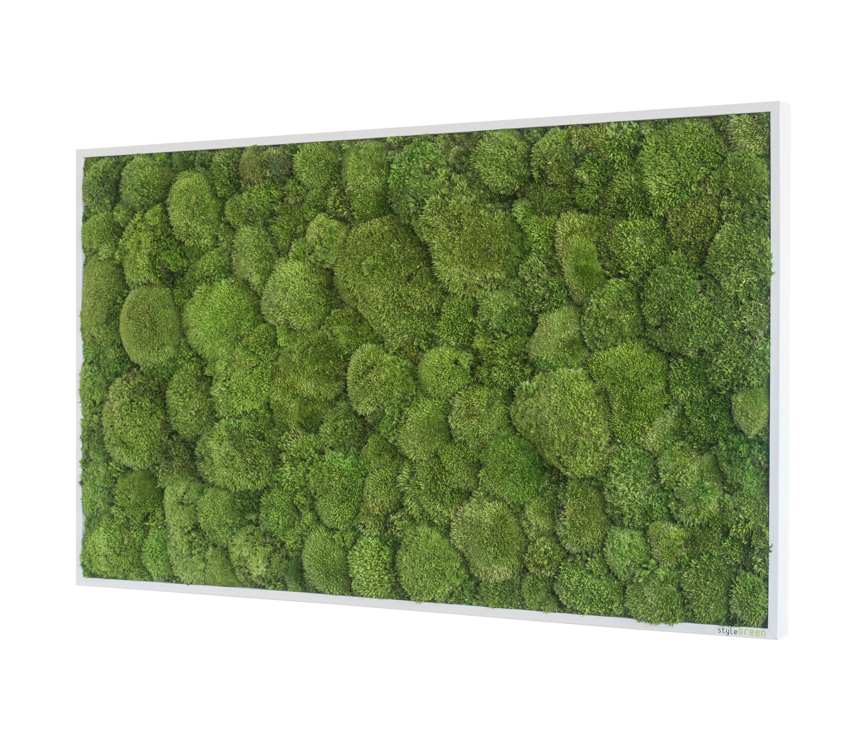 styleGREEN - Moosbilder | Kugelmoosbild 100x60cm