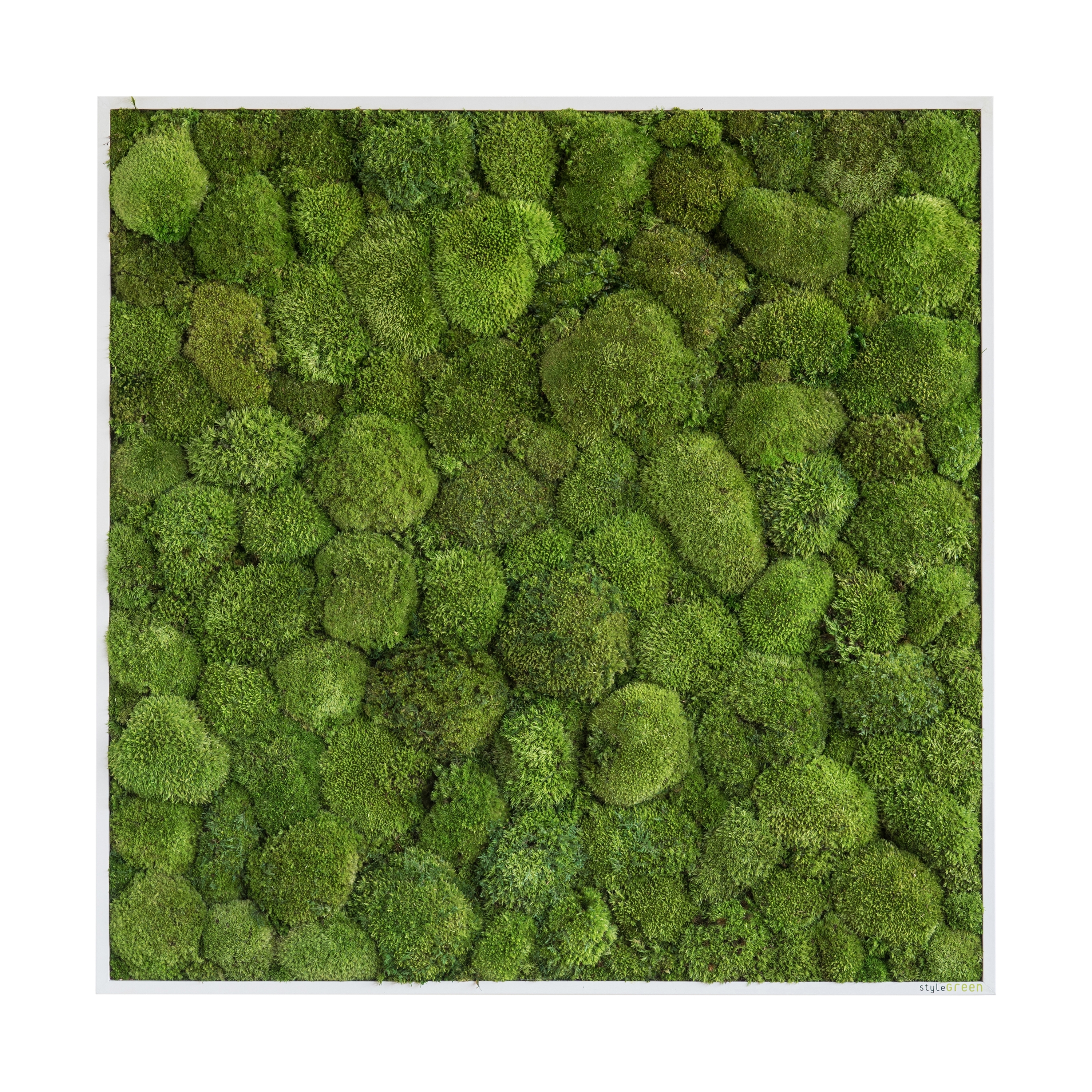 Display product moss picture | pole moss picture 80x80cm from manufacturer styleGREEN