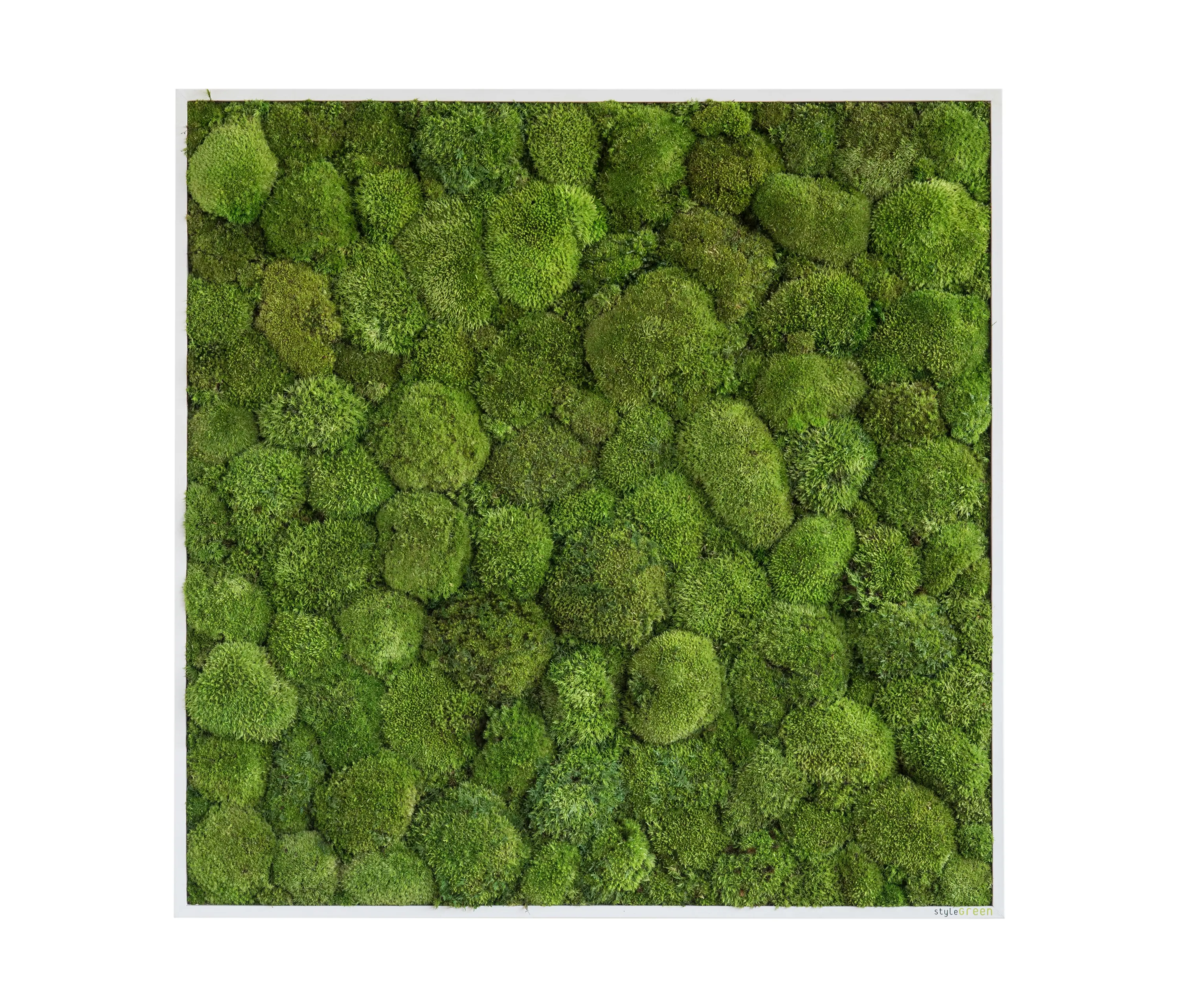 styleGREEN - moss picture | pole moss picture 80x80cm